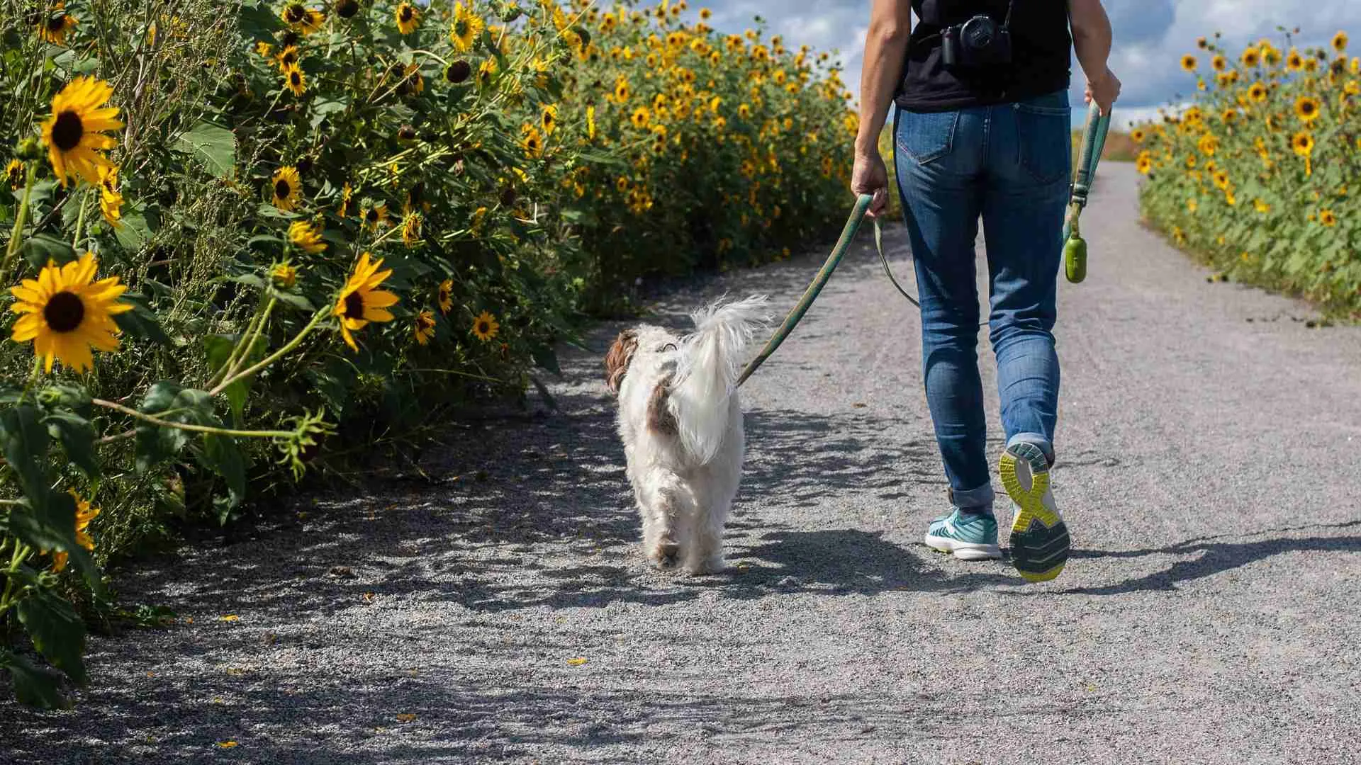 fita cane trekking lago di como montagna lago del segrino entra attività lombardia cani
