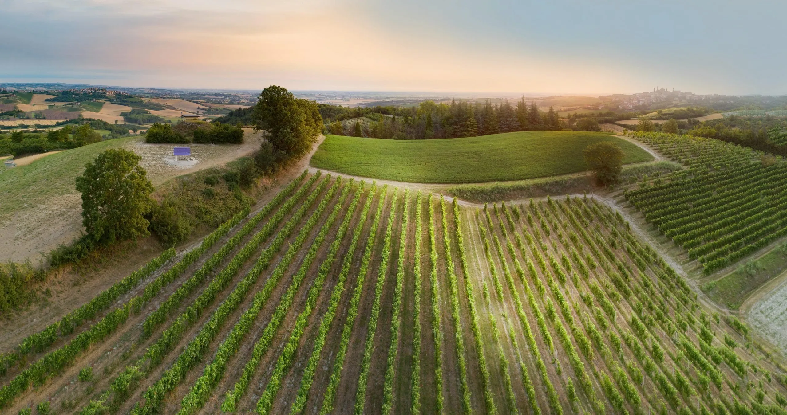 I vigneti piemontesi ogni anno affascinano migliaia e migliaia di turisti