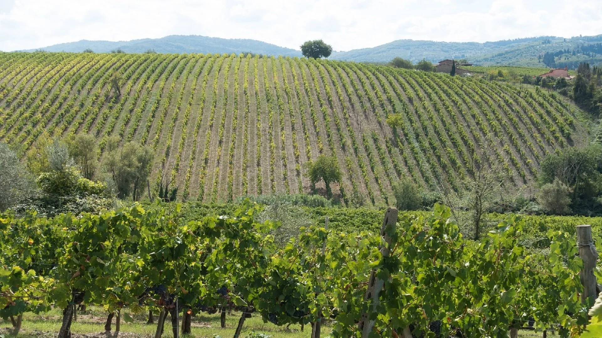 degustazioni nel chianti
