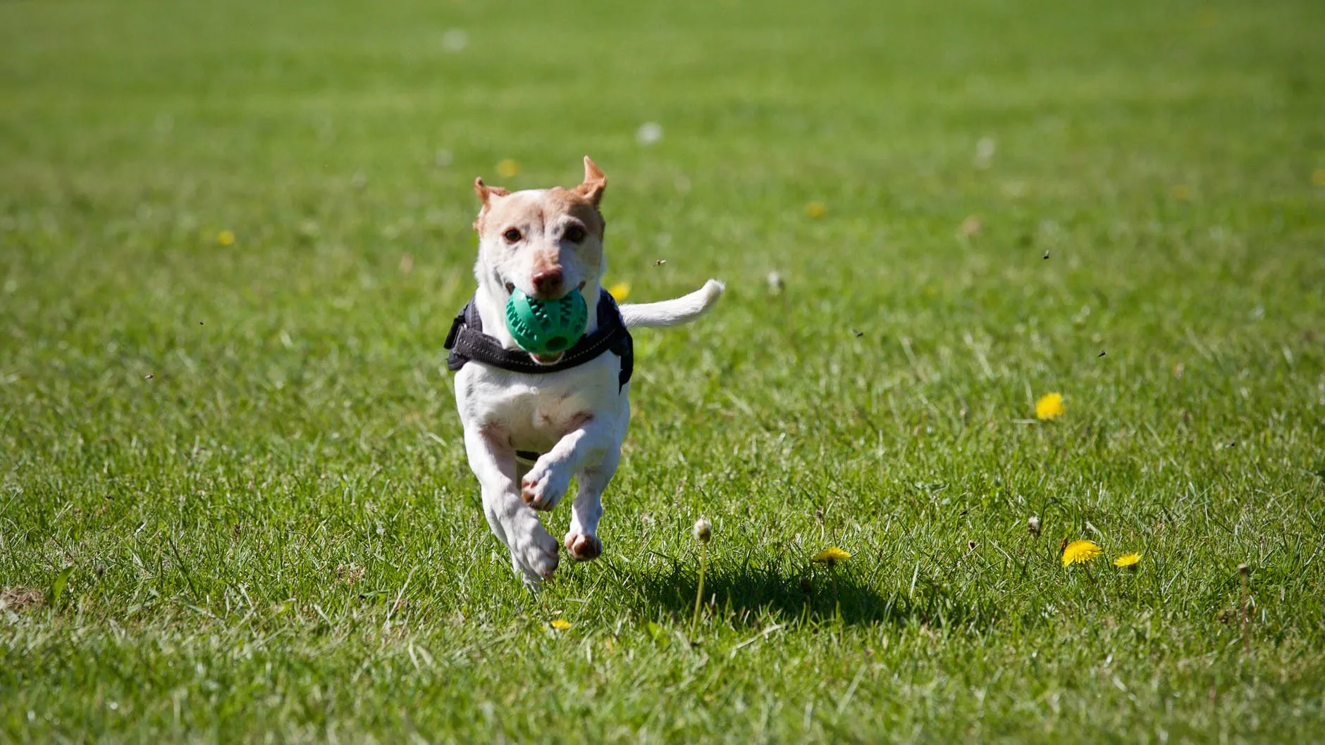 attività con cani
