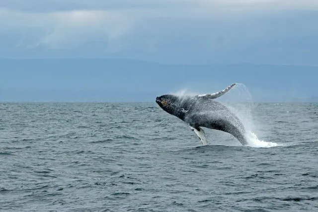 whale watching