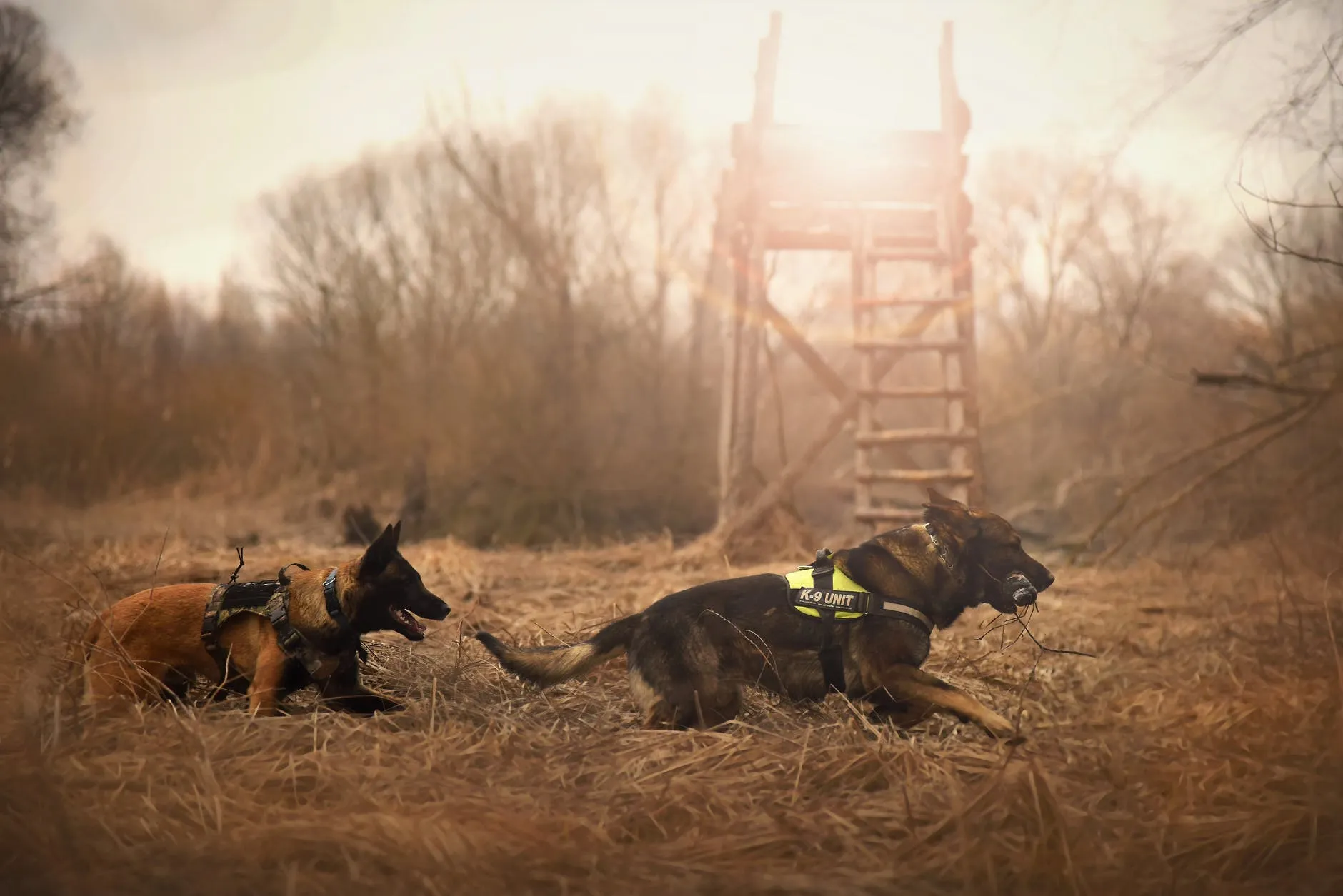 attività con cani