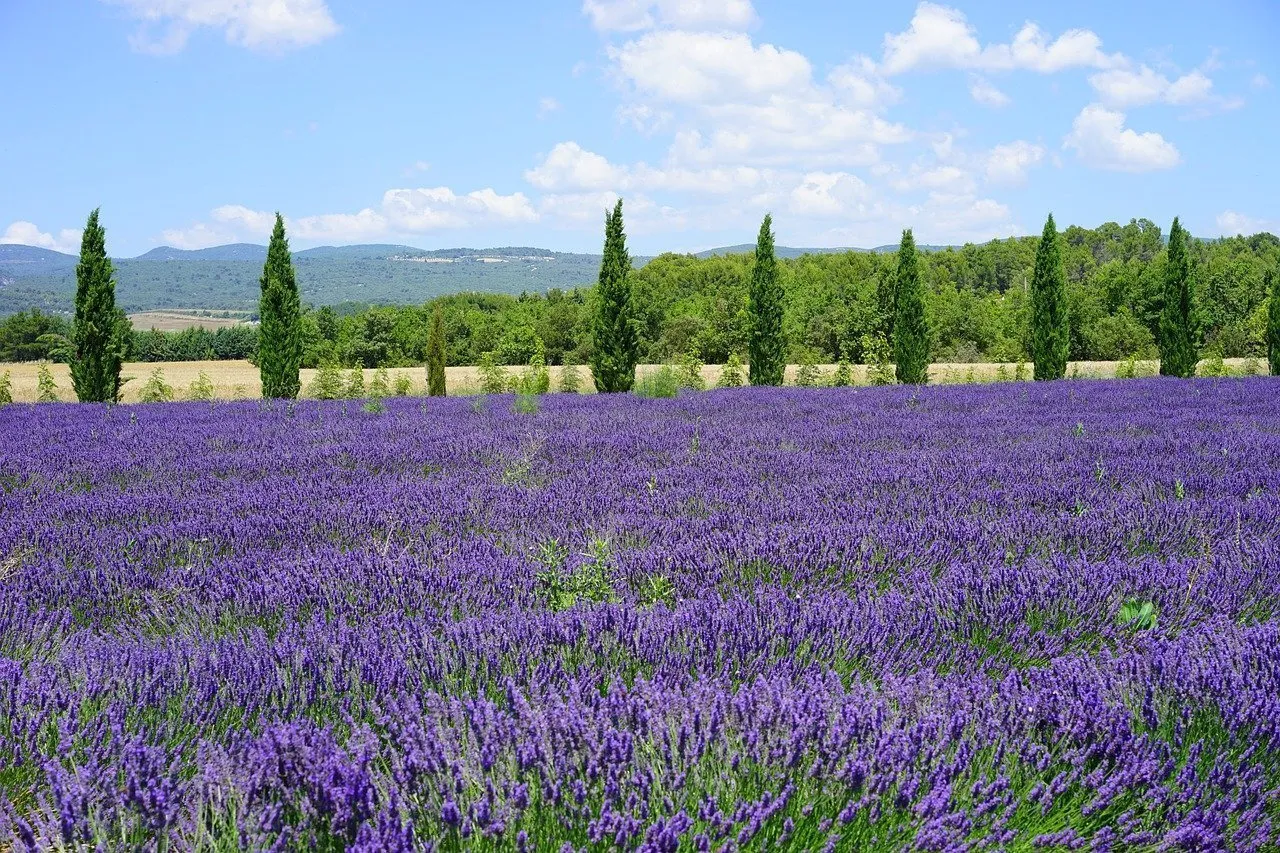 strada della lavanda in Italia