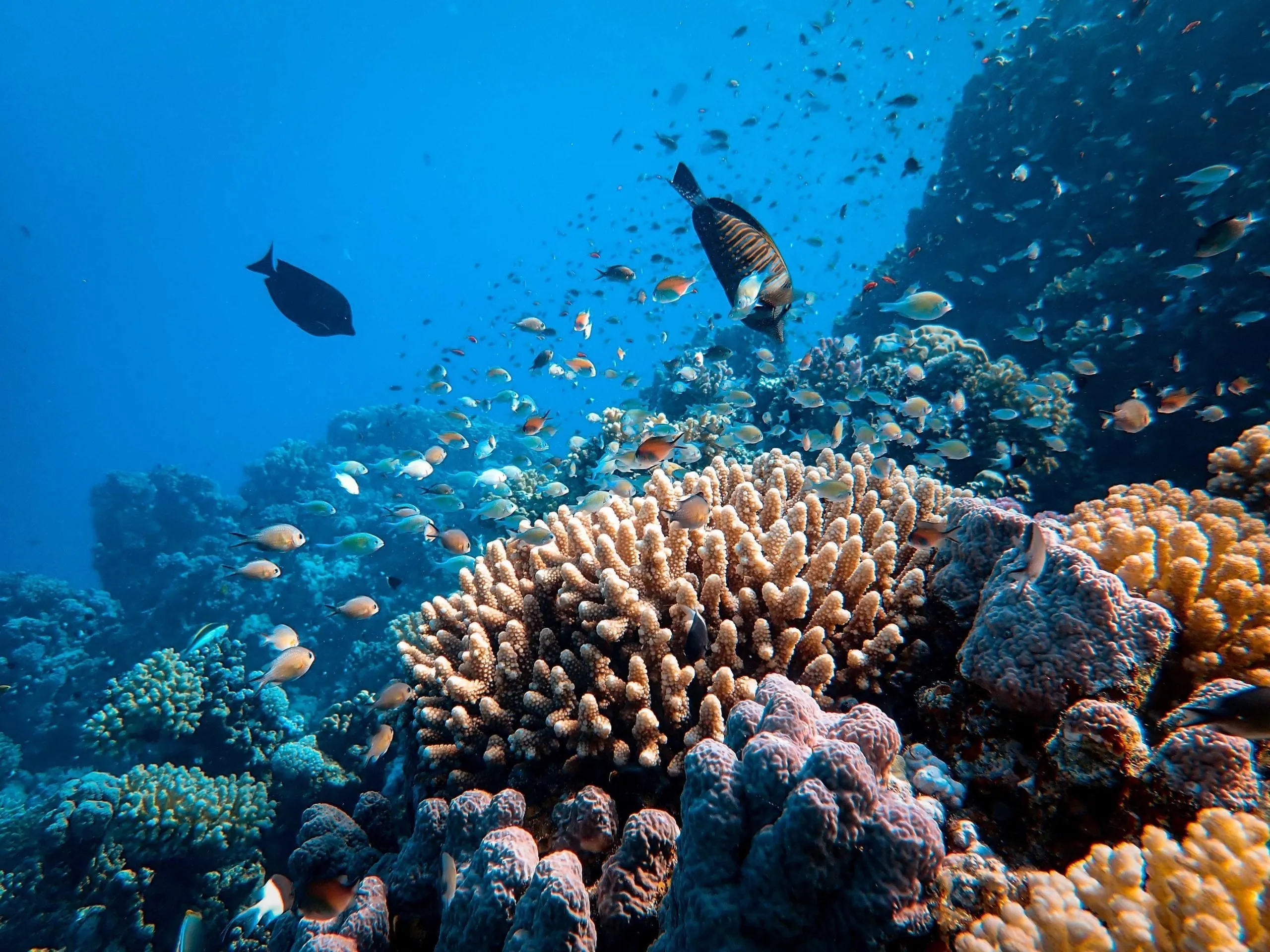 egitto da scoprire mar rosso