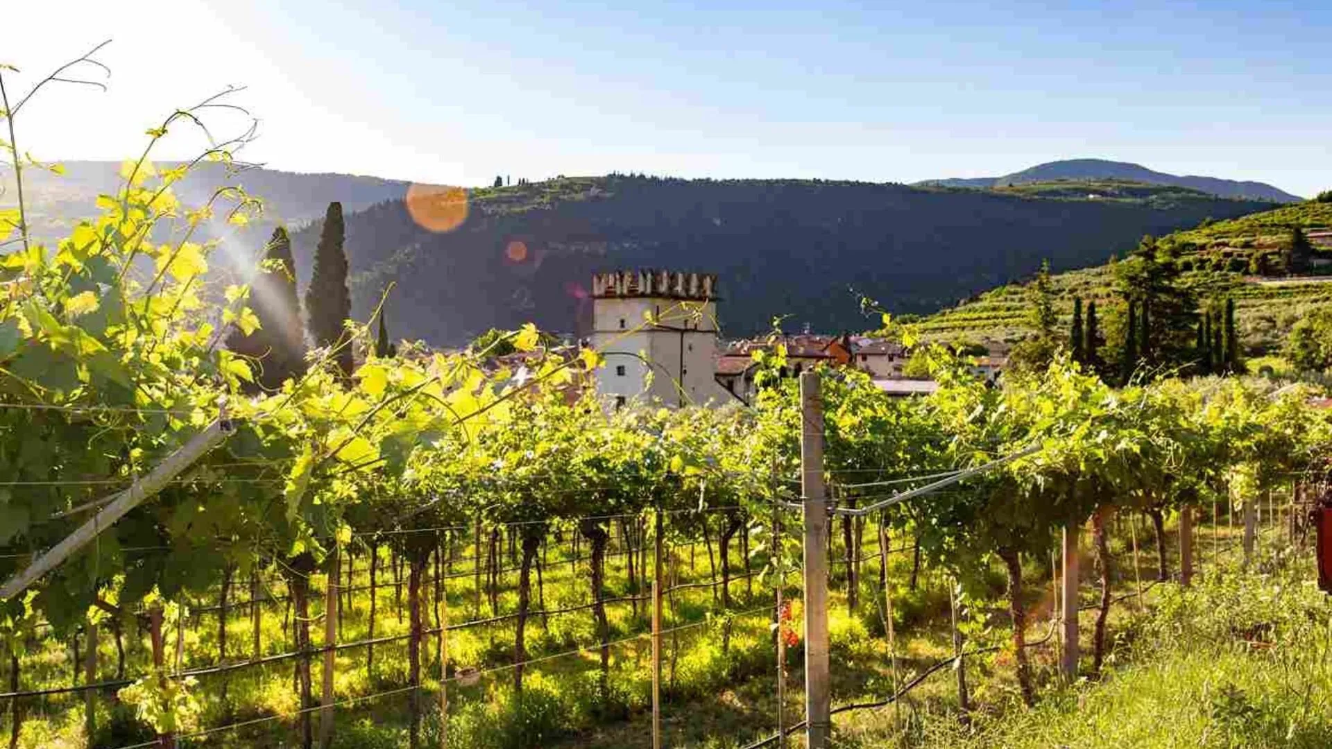 valpolicella vigneti