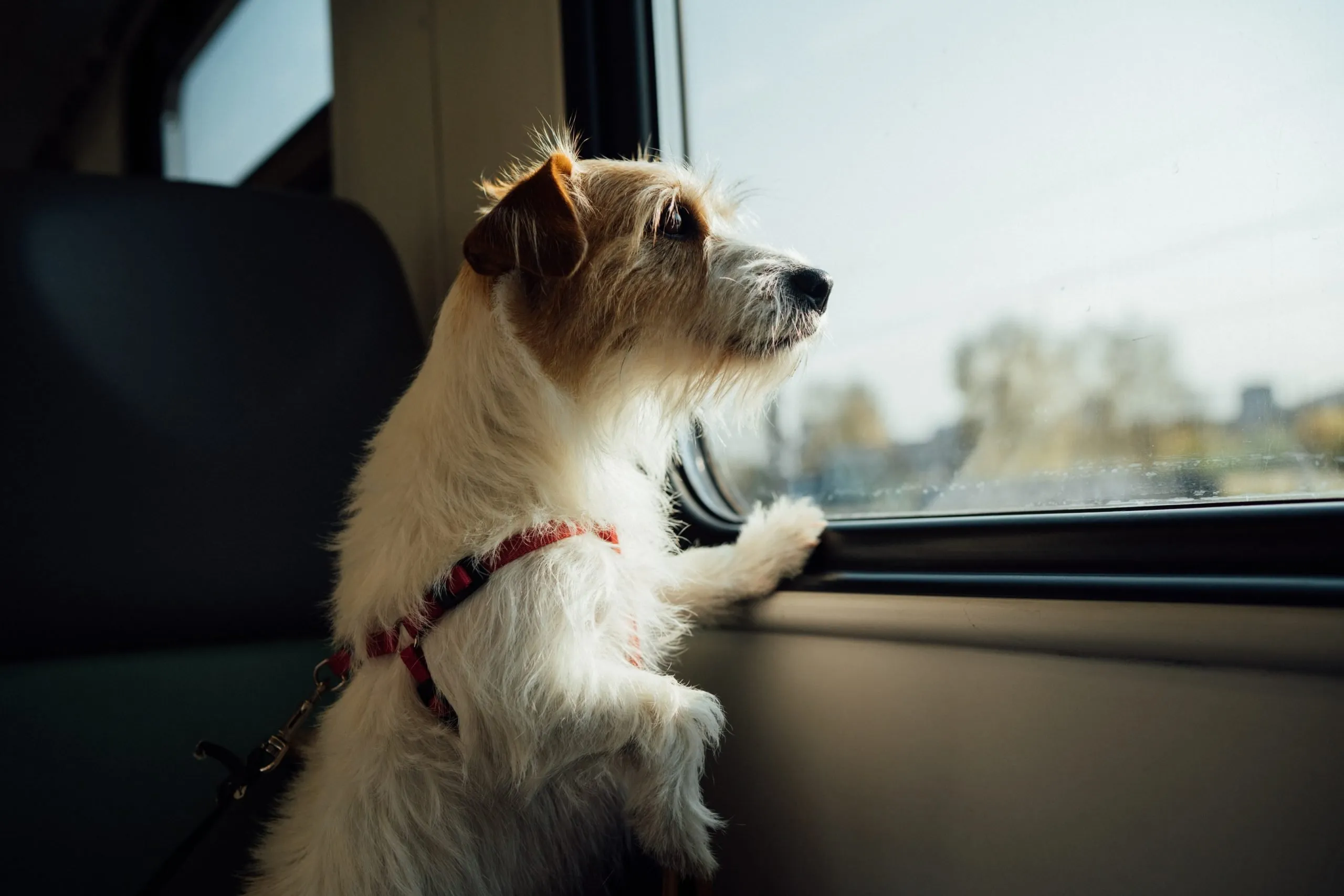 giornata con cane