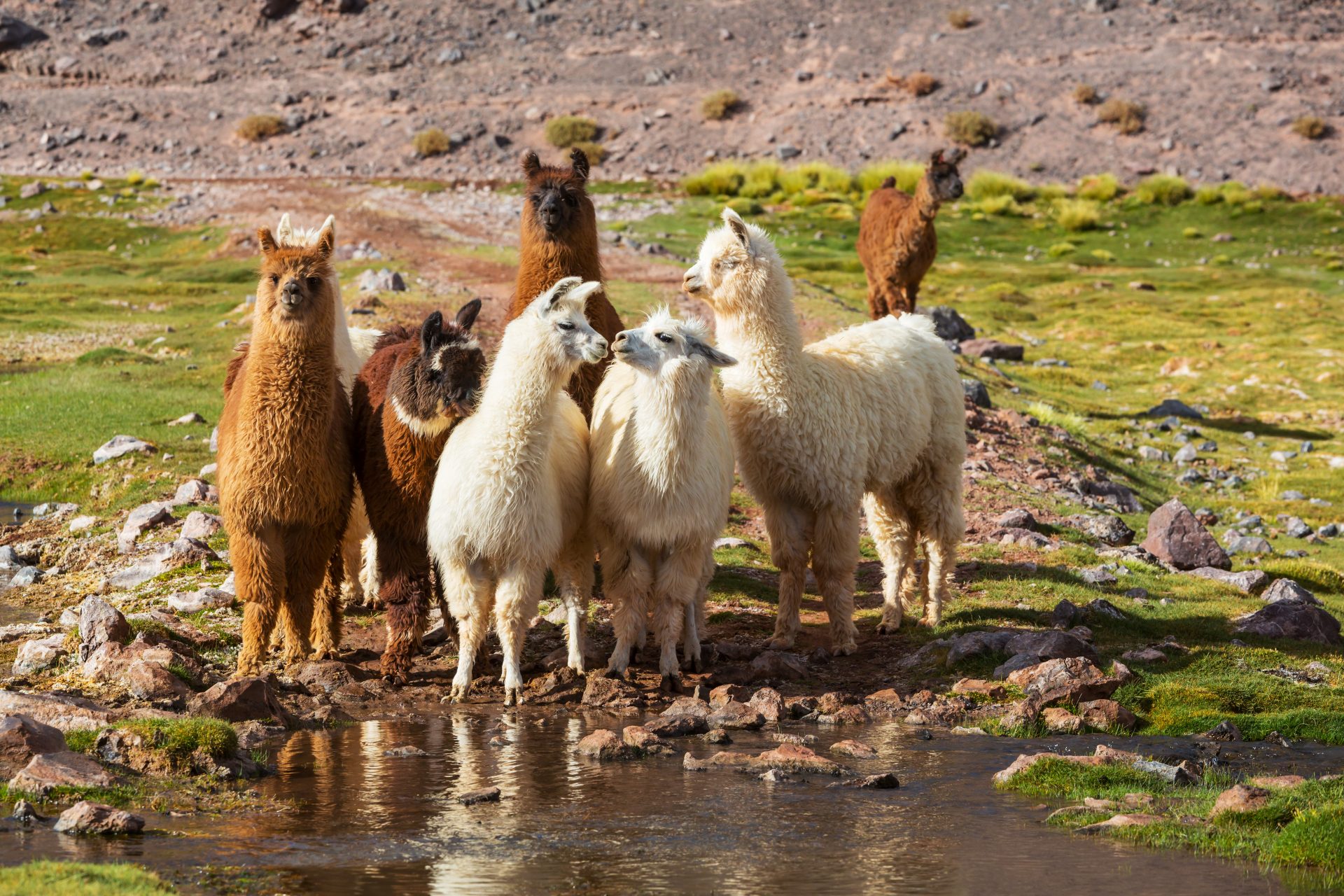 alpaca