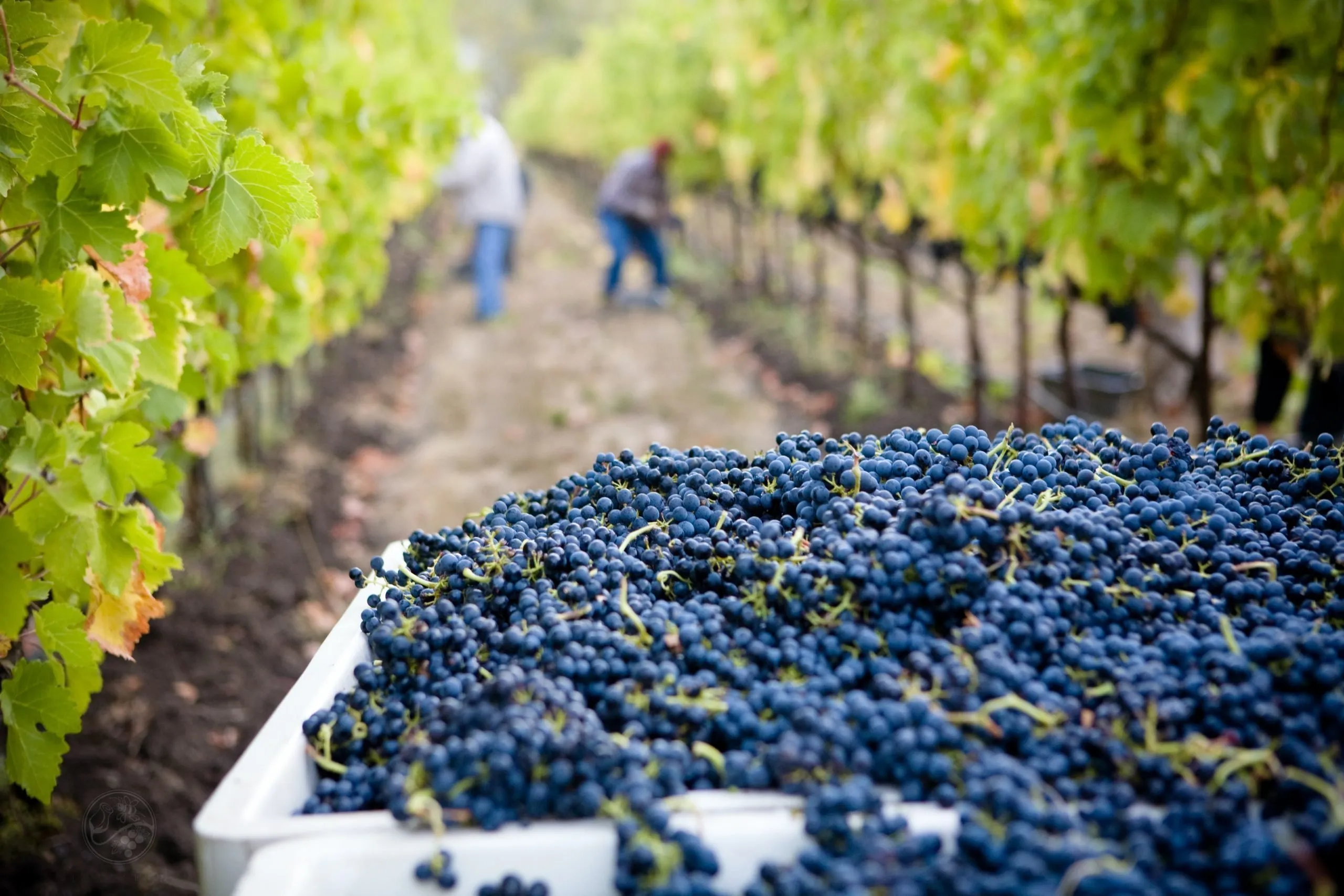 migliori cantine valpolicella