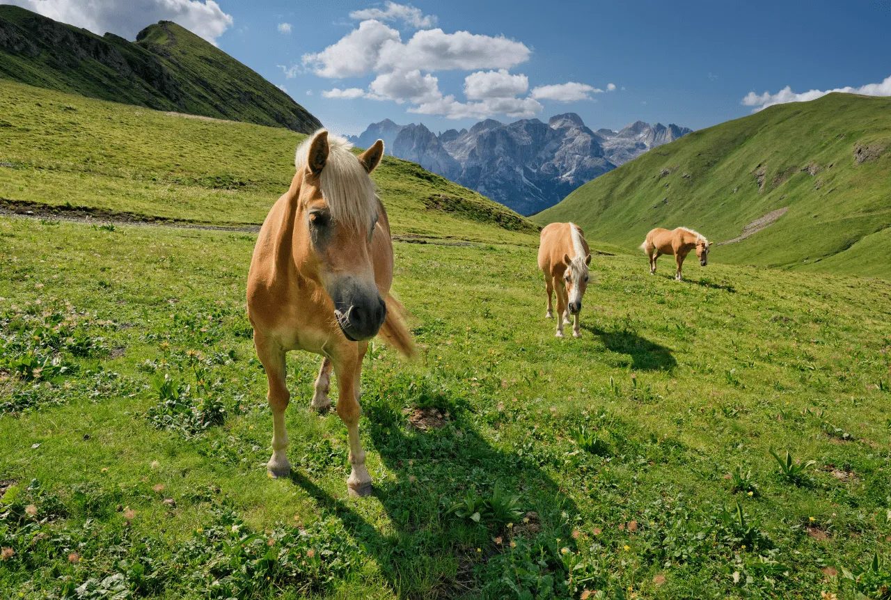 dove-andare-in-vacanza-in-montagna-val-di-fassa