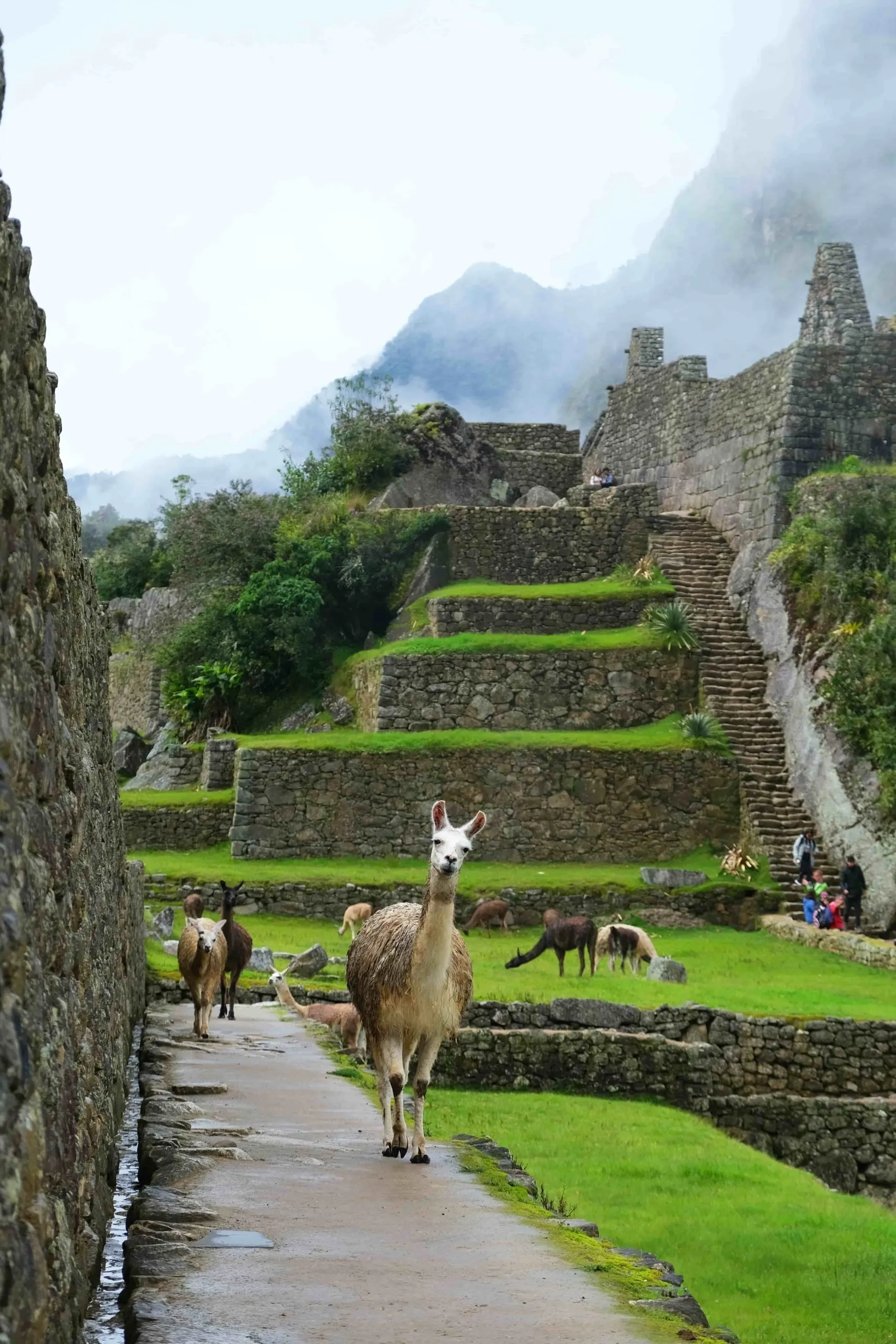 quando andare in perù machu picchu