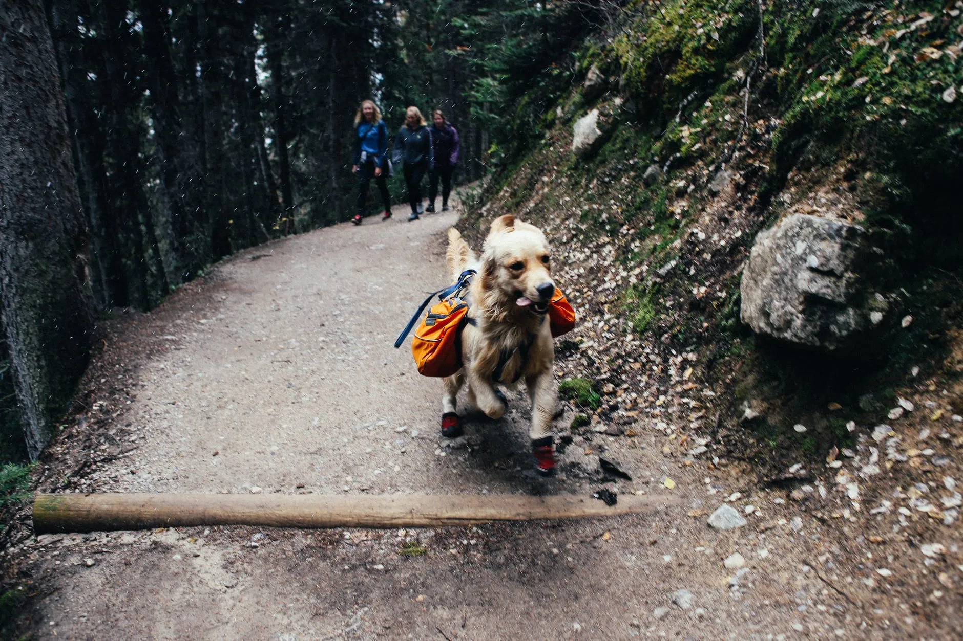 Attività con cani: come divertirti insieme al tuo amico a quattro zampe