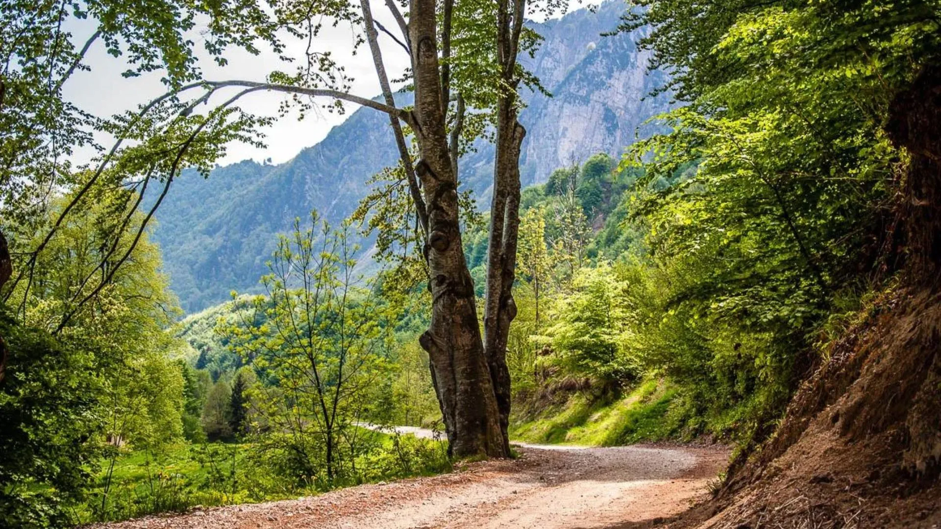 Sentiero dei Grandi alberi