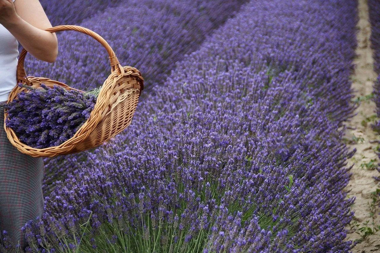 strada della lavanda in Italia