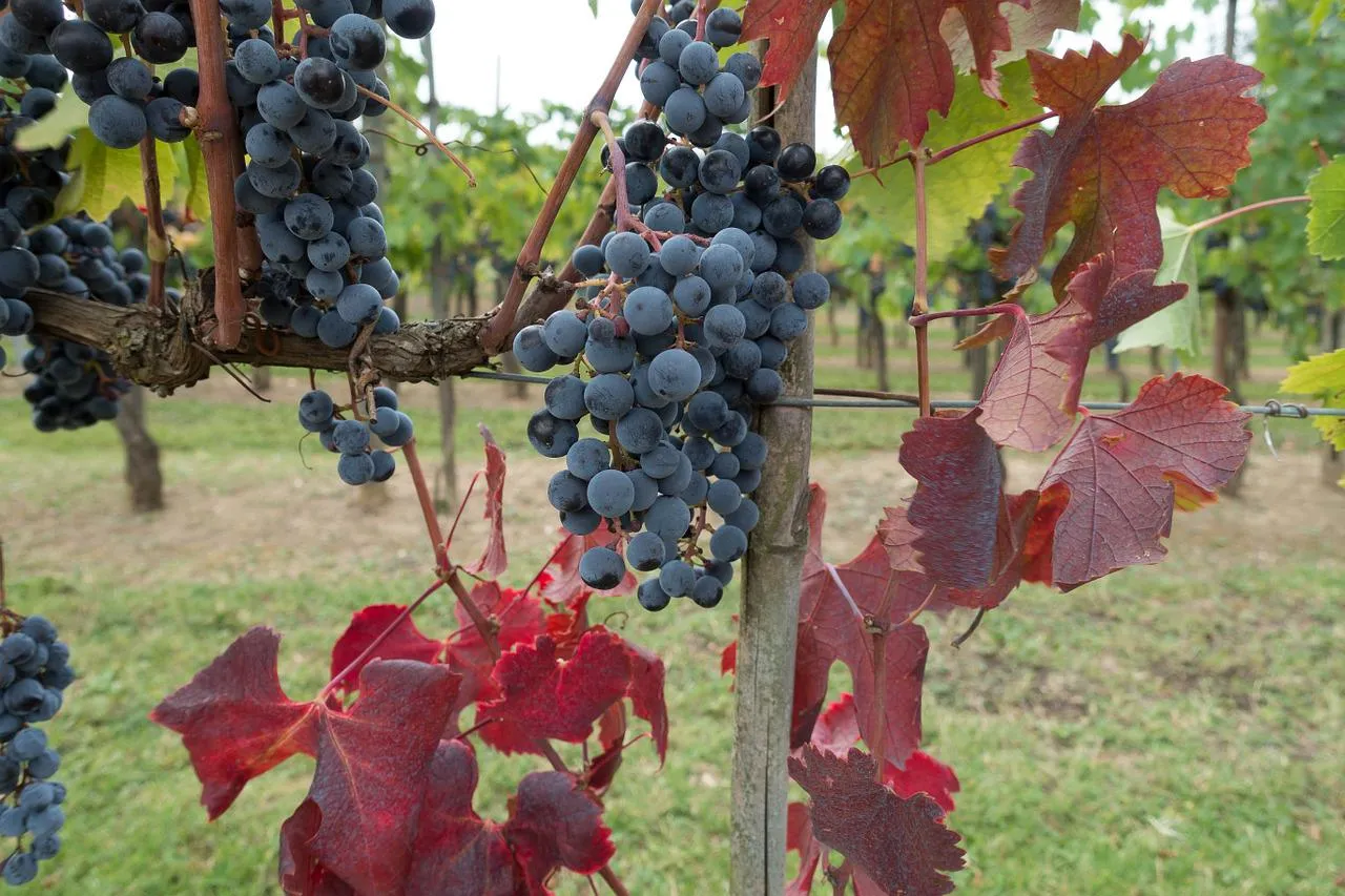 degustazioni nel chianti