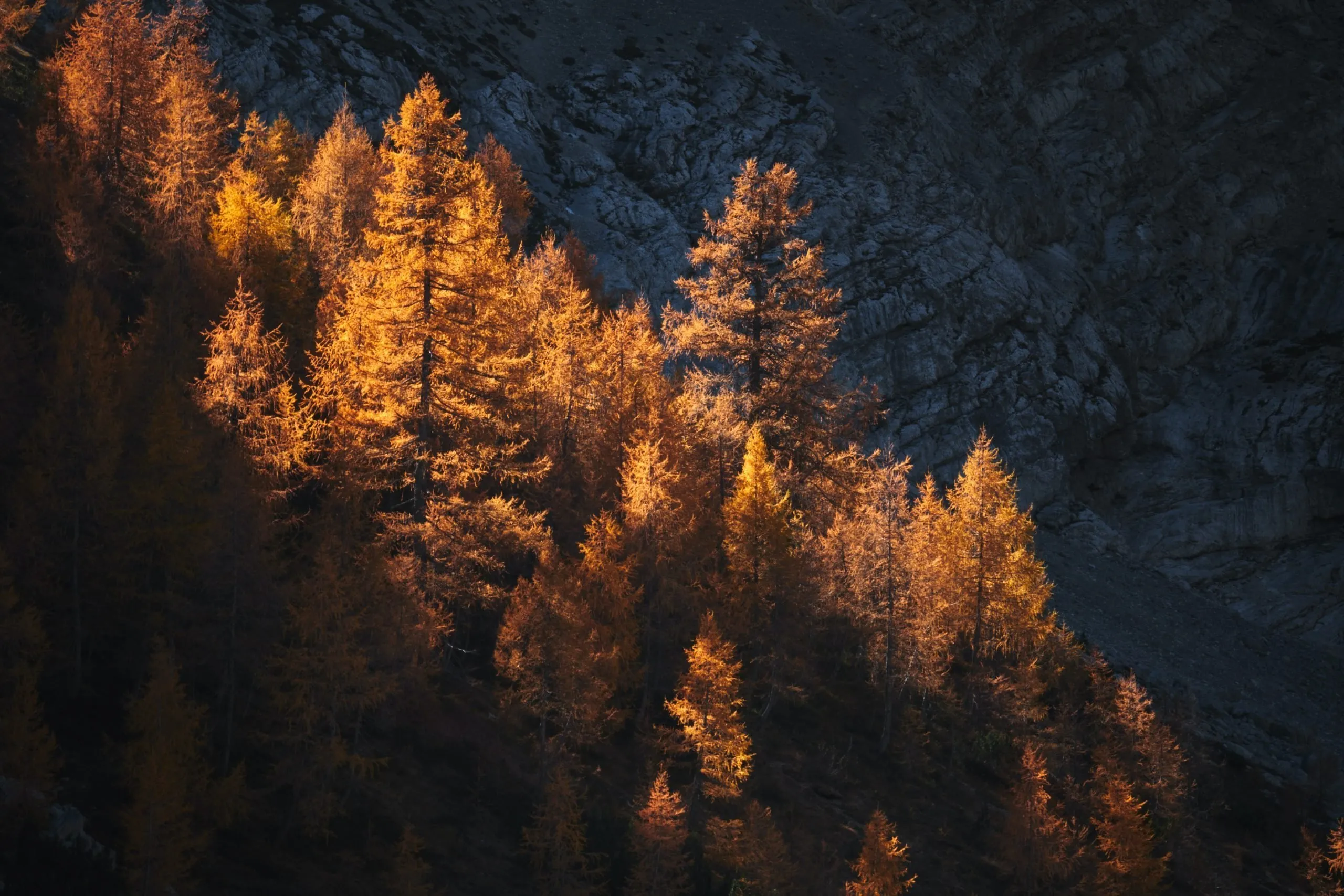 foliage Toscana