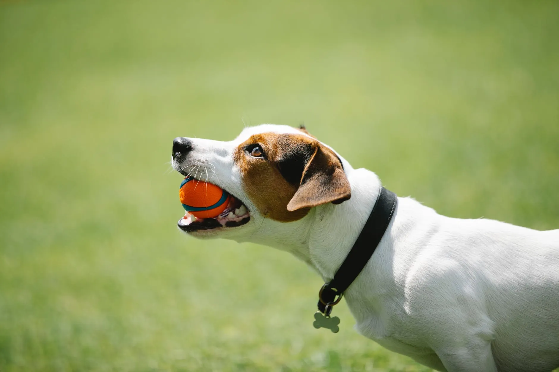 attività con cani
