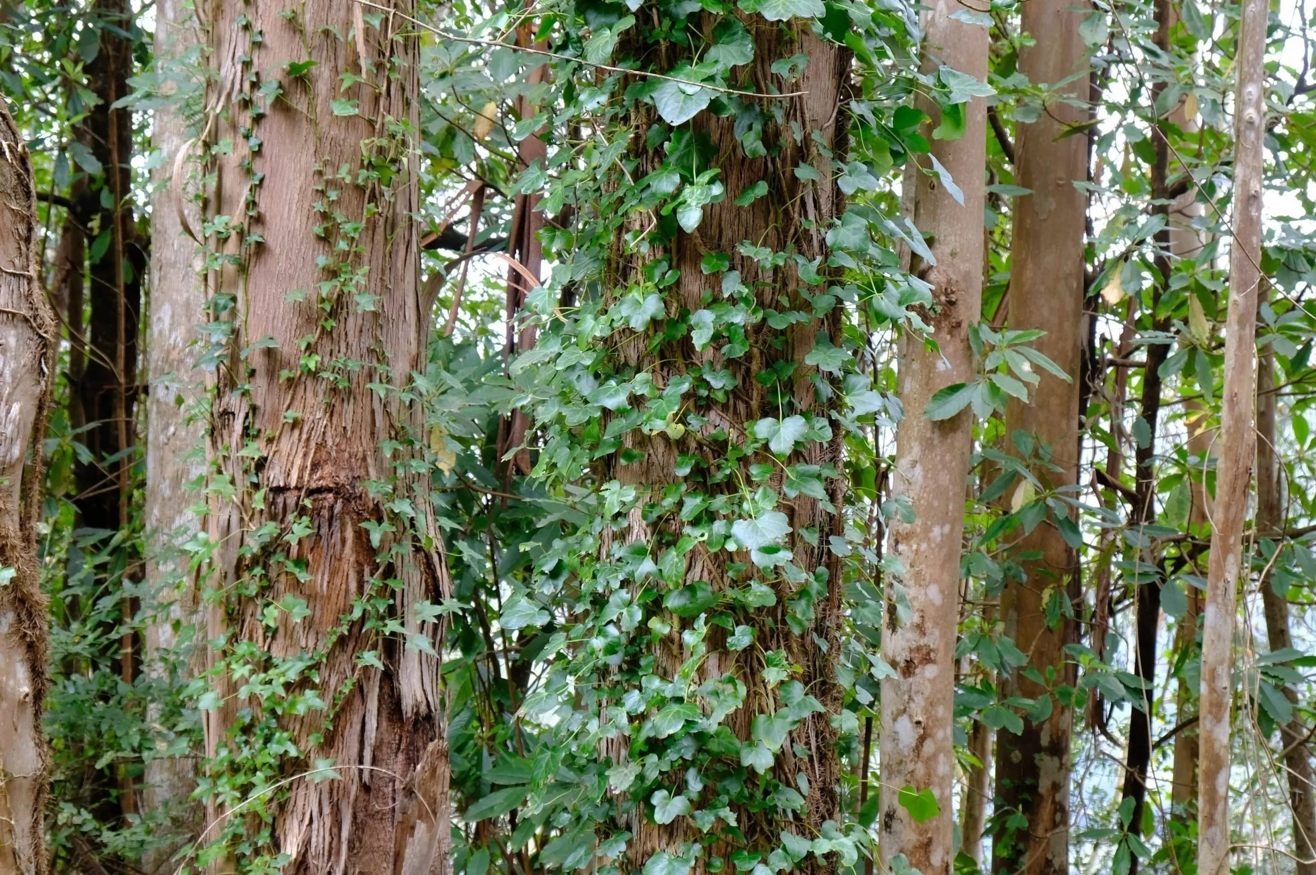 Foresta di eucalipto