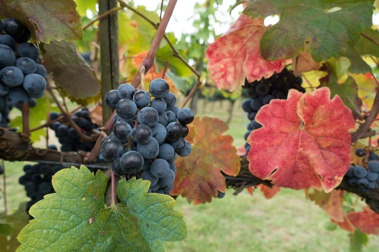 degustazioni in chianti