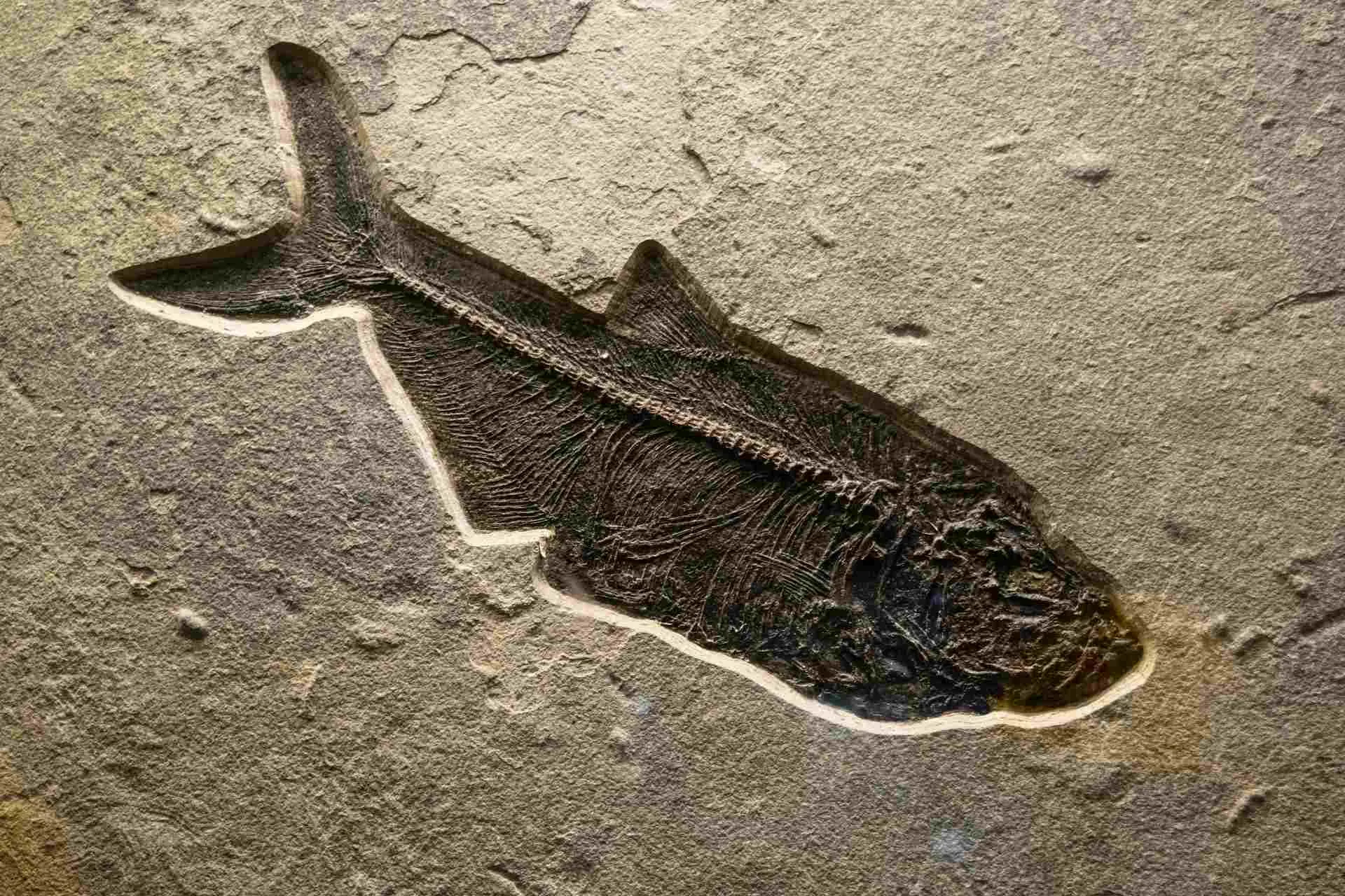 esperienze in provincia di verona pesci fossili