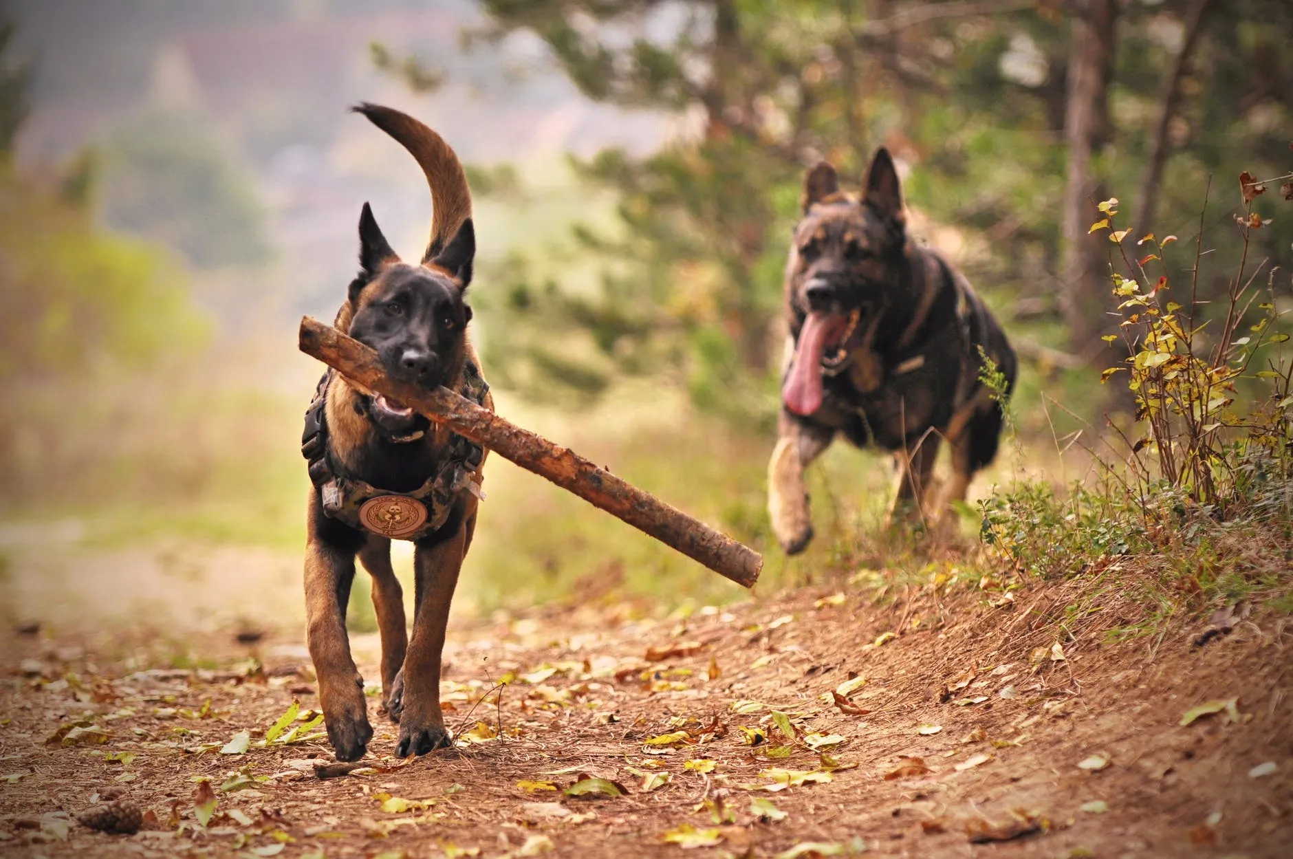 attività con cani