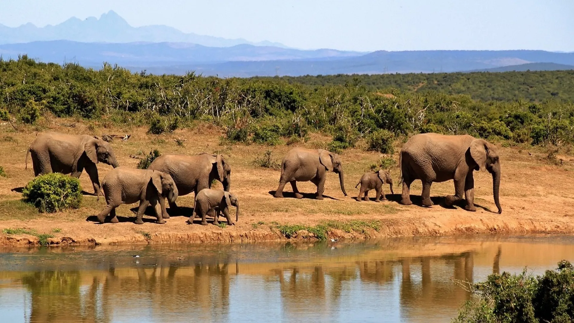 safari africa