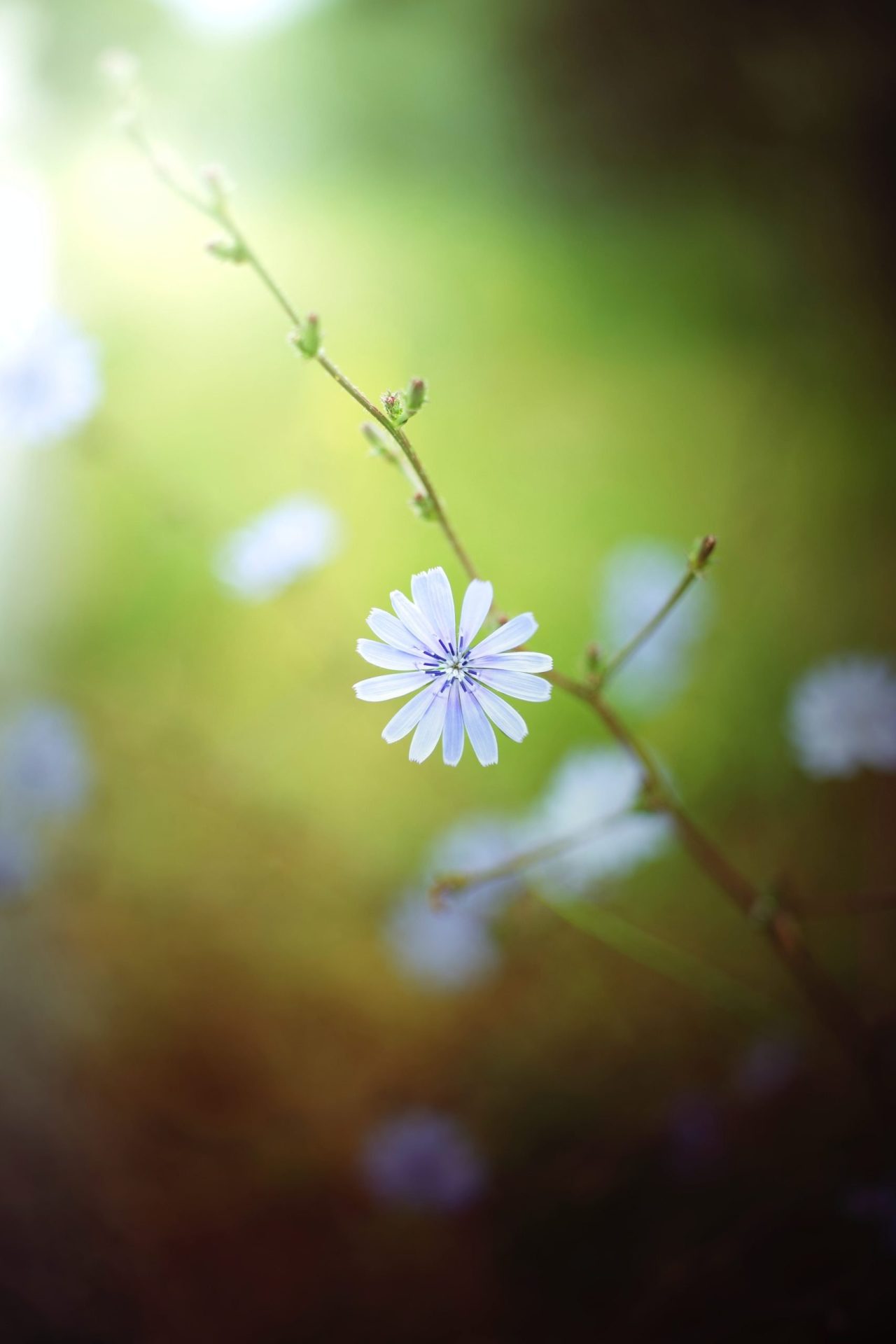 Monte Bondone: scopri le meraviglie di questa montagna incantata tra natura, sport e relax!