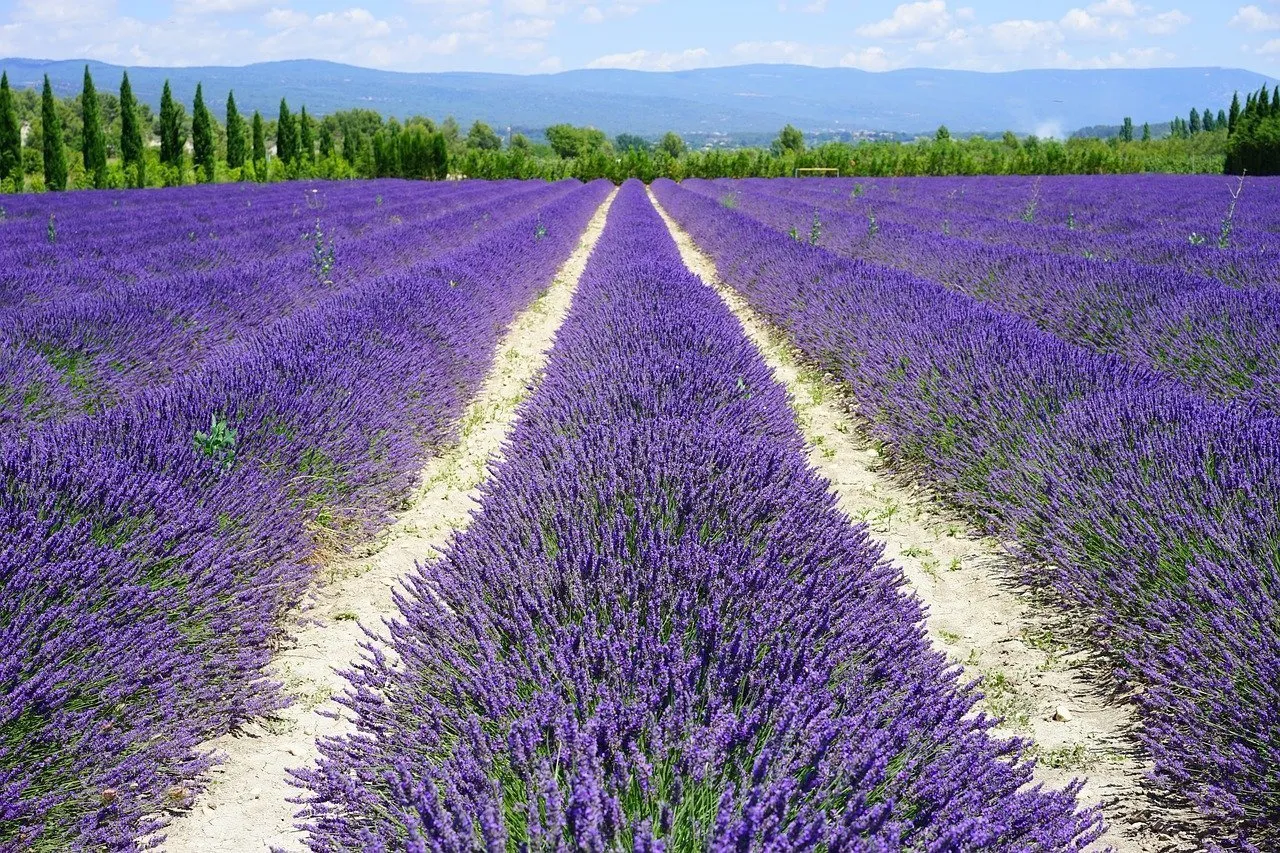 strada della lavanda in Italia