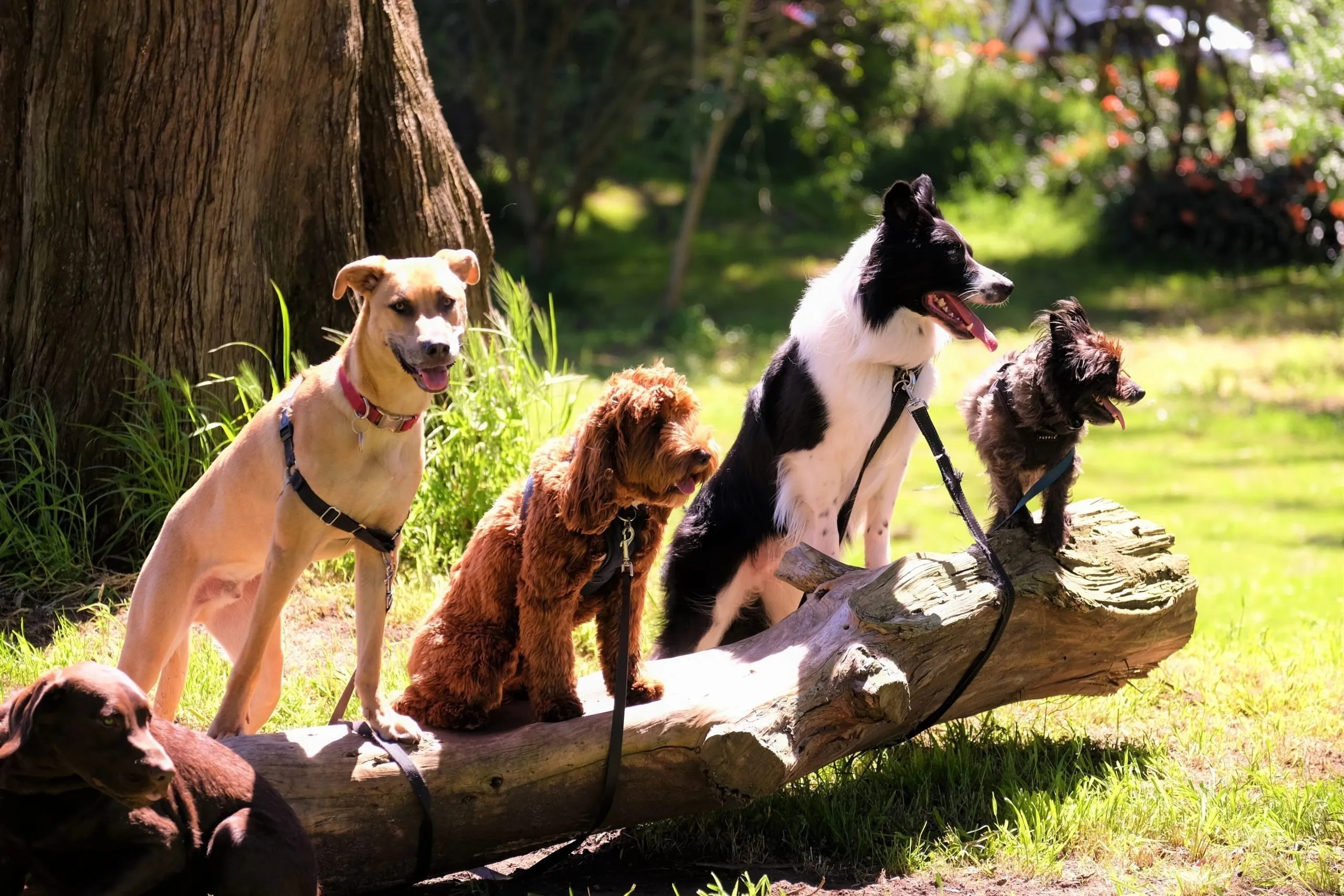 attività di gruppo con il cane