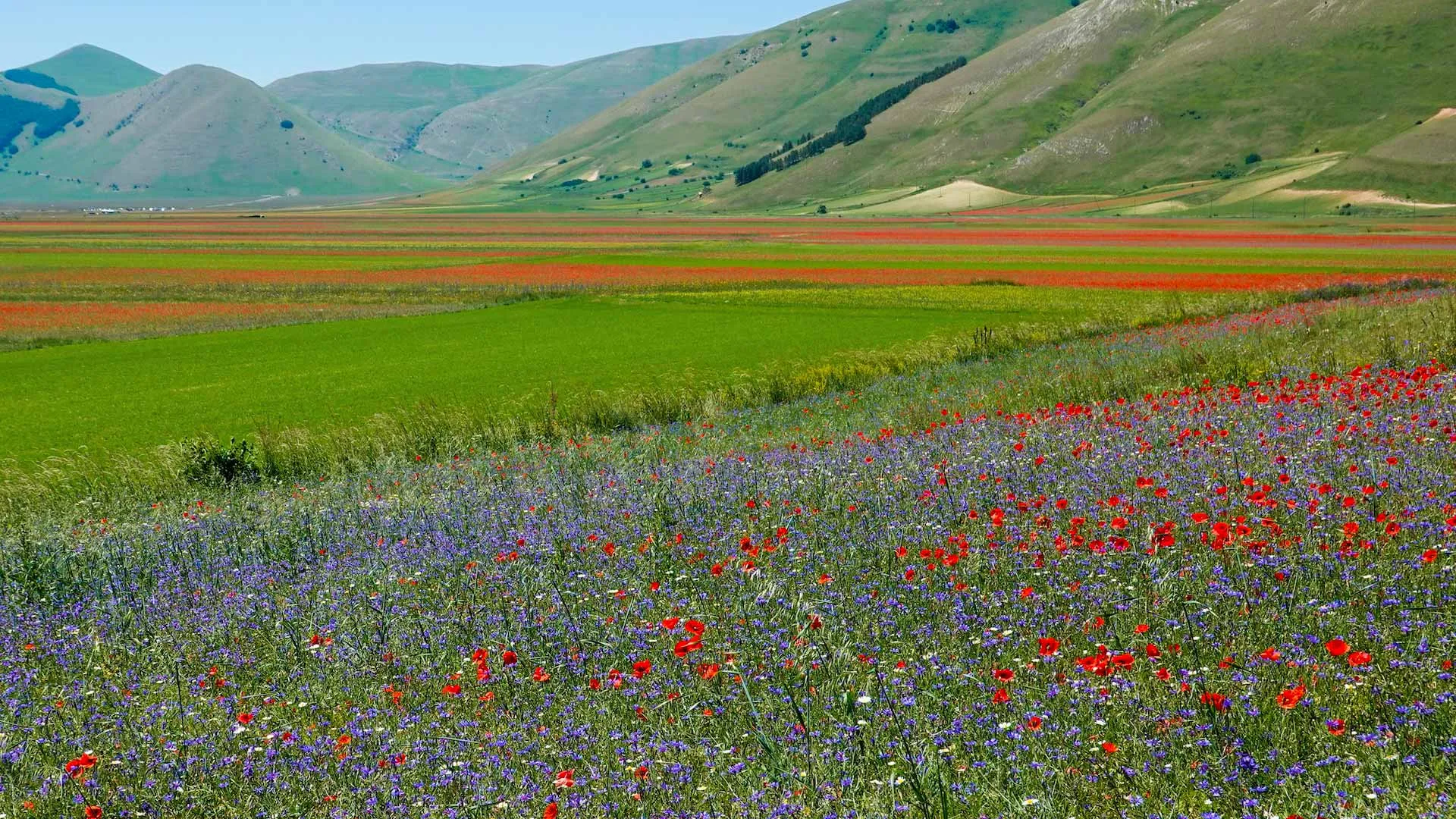Quando vedere la fioritura di Castelluccio di Norcia