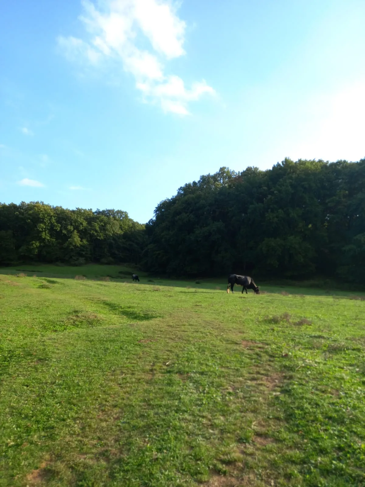 Cosa vedere nel weekend nel Lazio Animali al pascolo nel bosco di Manziana