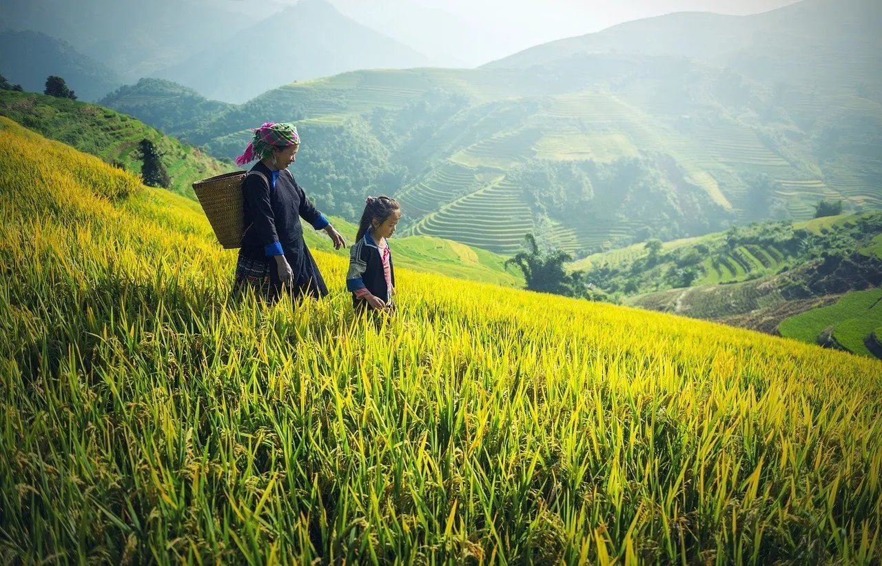 sapa