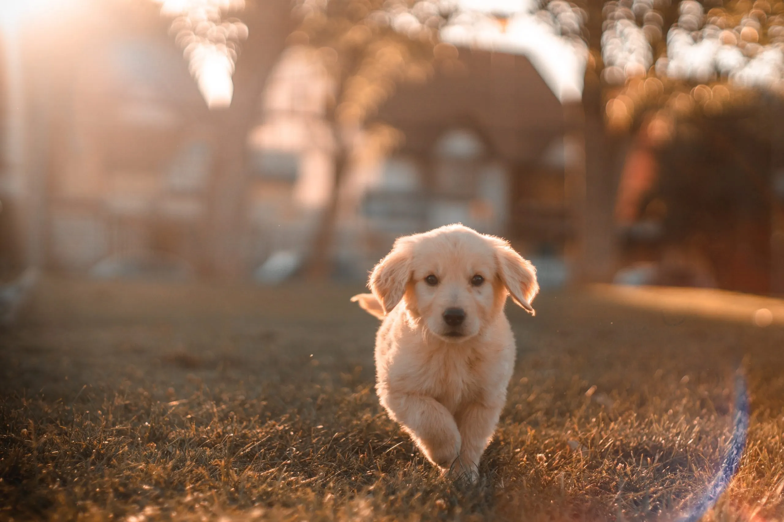 attività di gruppo con il cane