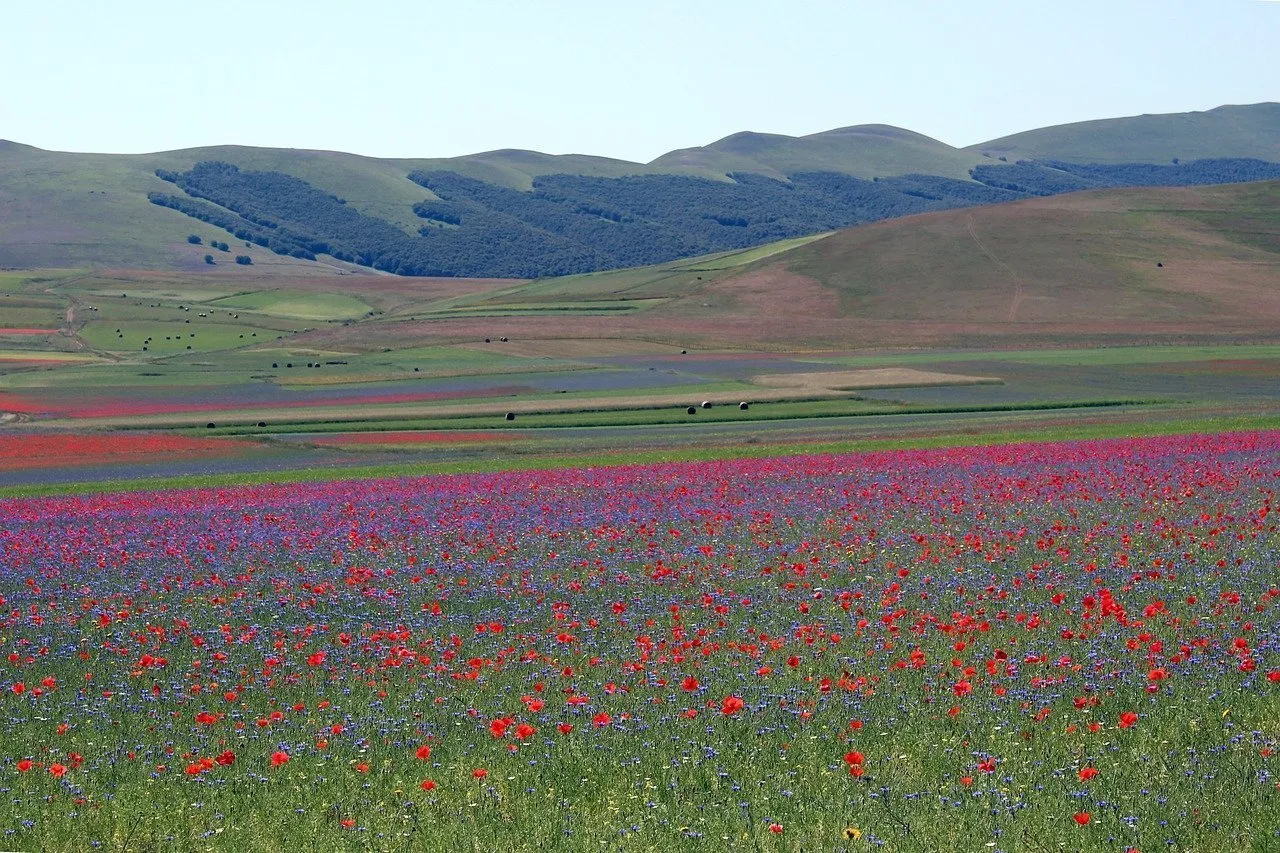 fioritura castelluccio di norcia
