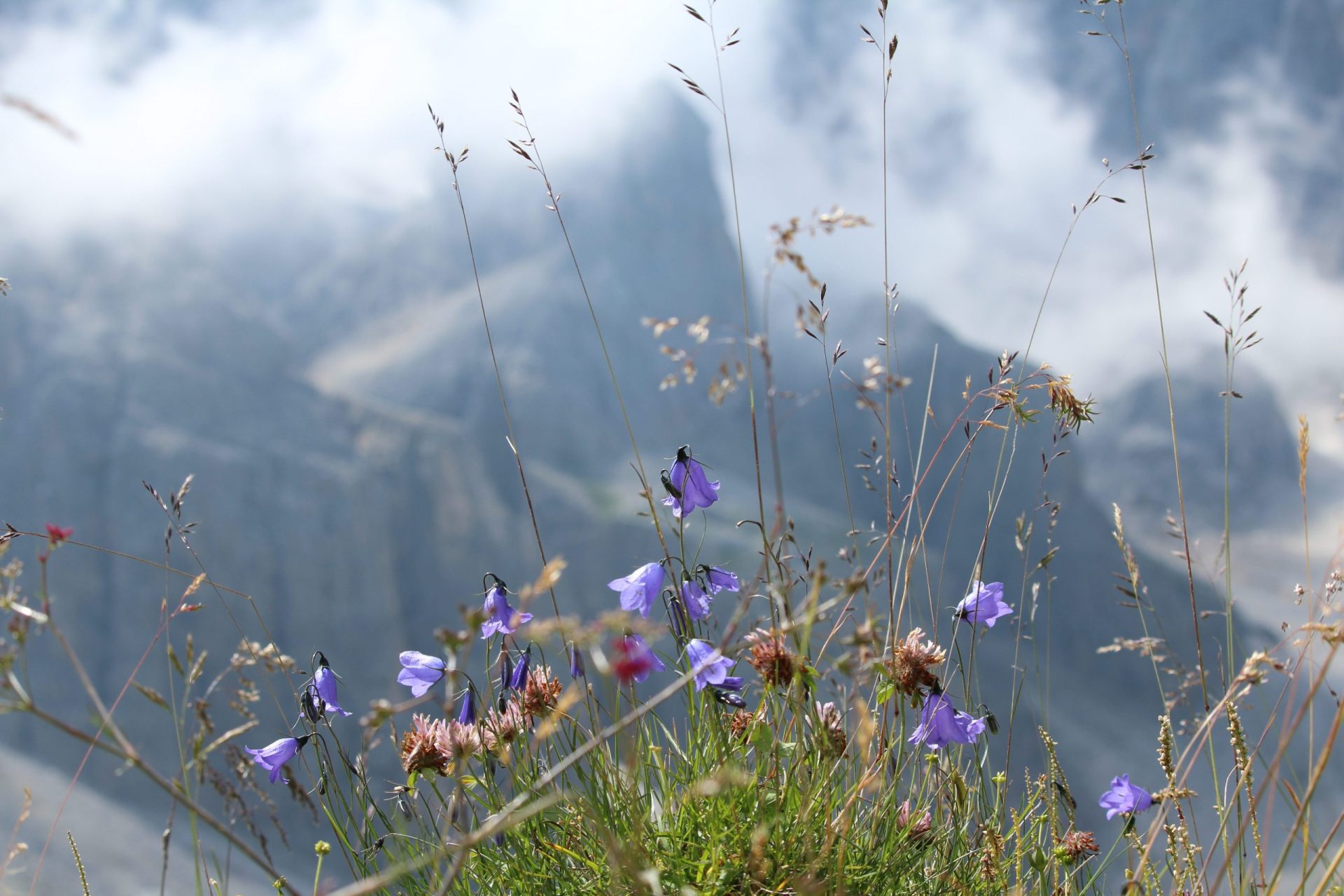 Scopri il magico Passo di Rolle: un viaggio tra natura incontaminata e panorami mozzafiato