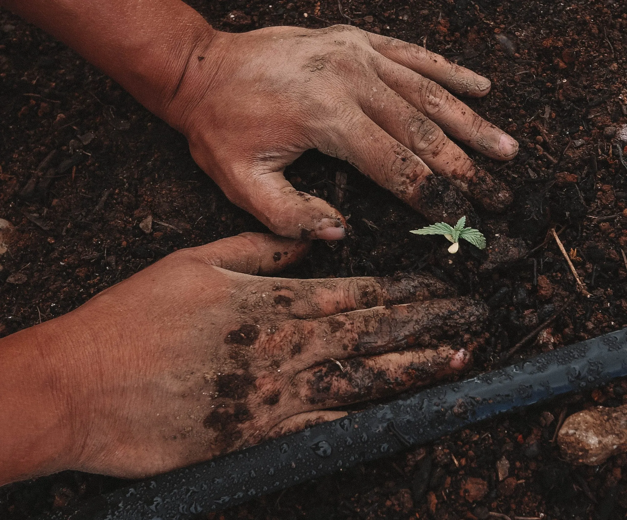 Piantare degli alberi ha un influsso positivo sia su di te che su tutta la comunità