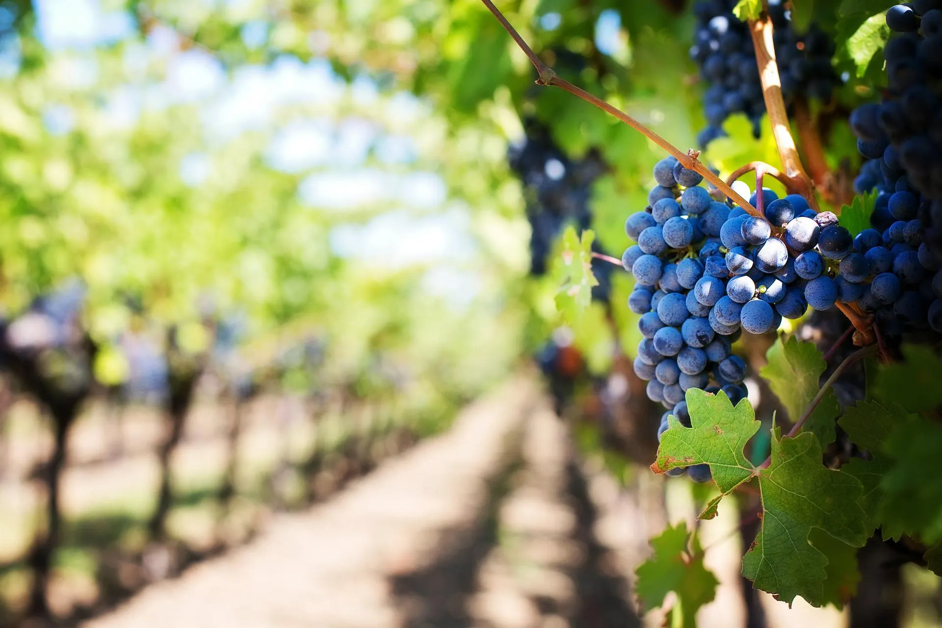 degustazione in valpolicella
