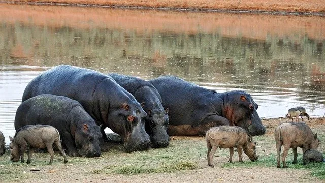 Namibia: ippopotami