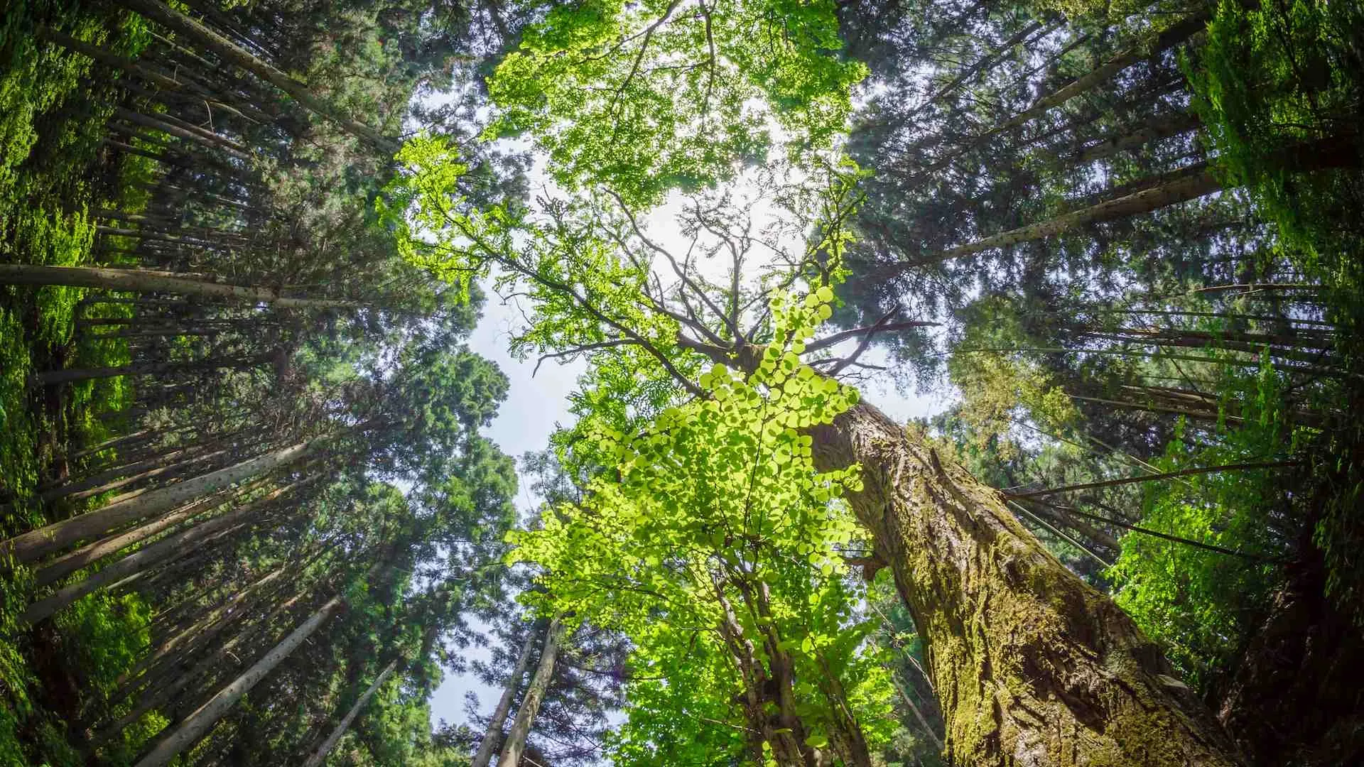 dove fare forest bathing in italia sistema immunitario bagno giapponesi respiro degli alberi