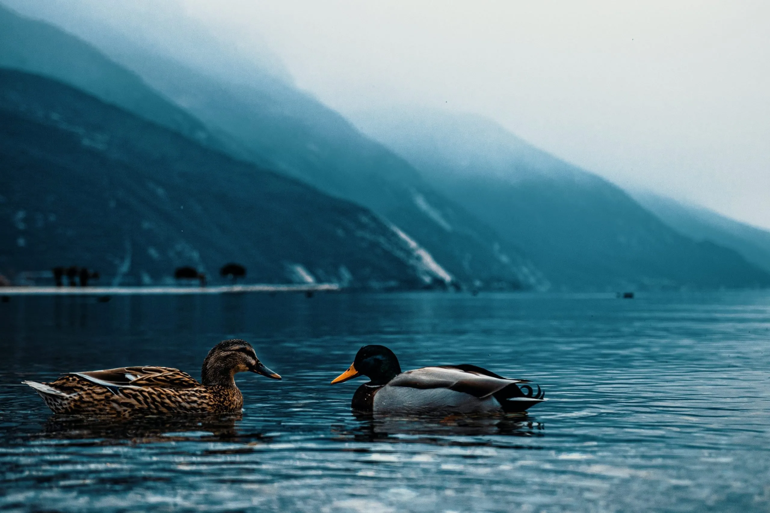 A Riva del Garda, in Trentino, si possono vedere diversi animali che vivono nelle acque del lago