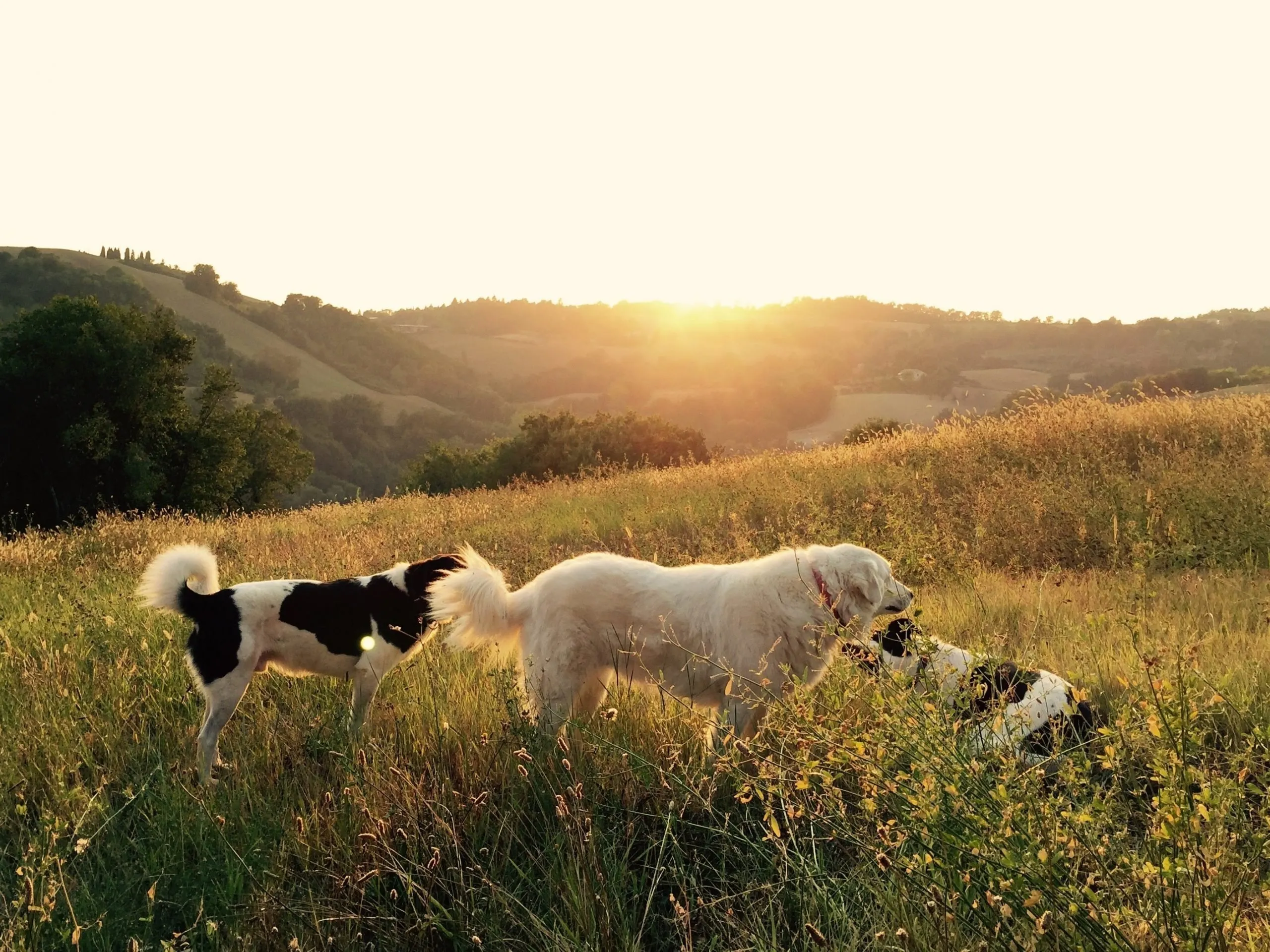 attività di gruppo con il cane