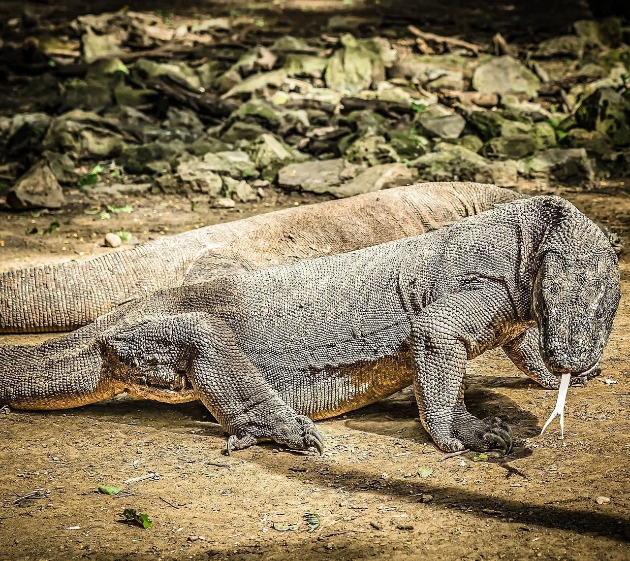 isola di komodo