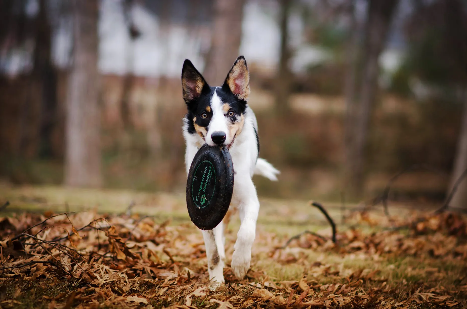 attività con cani