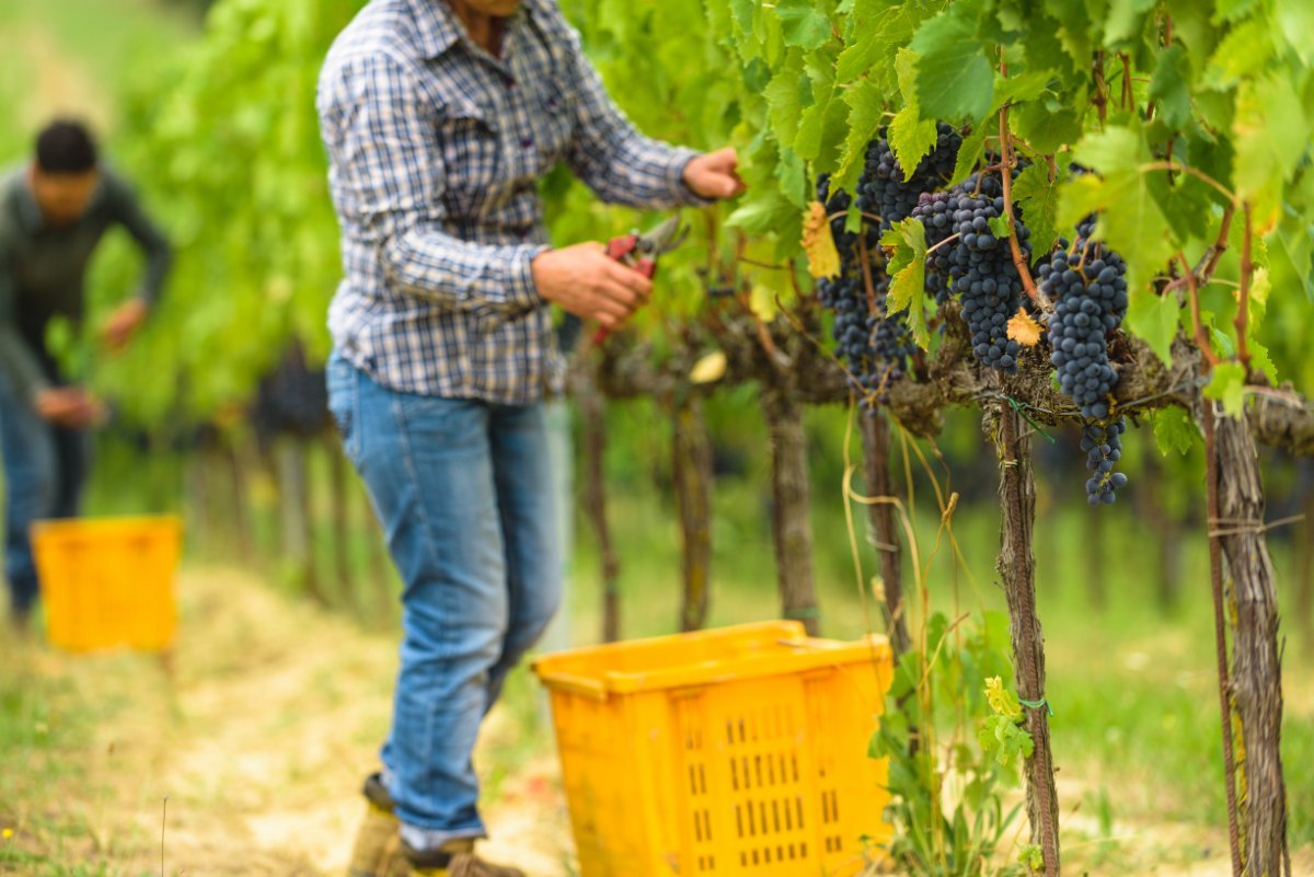 Due Giorni di Esperienze Memorabili: Tra Rafting, Vendemmia e Pigiatura dell’Uva