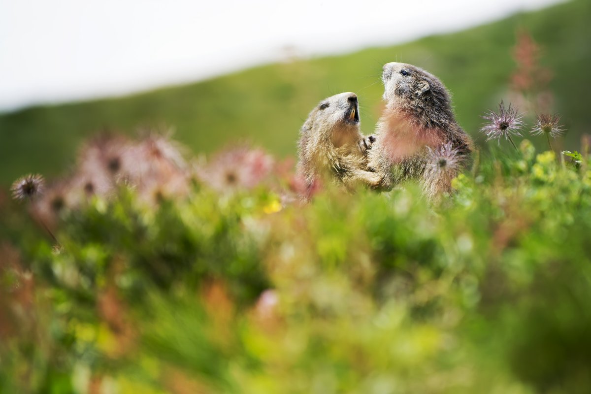 Trekking sulle Dolomiti di Brenta: alla Ricerca delle Marmotte