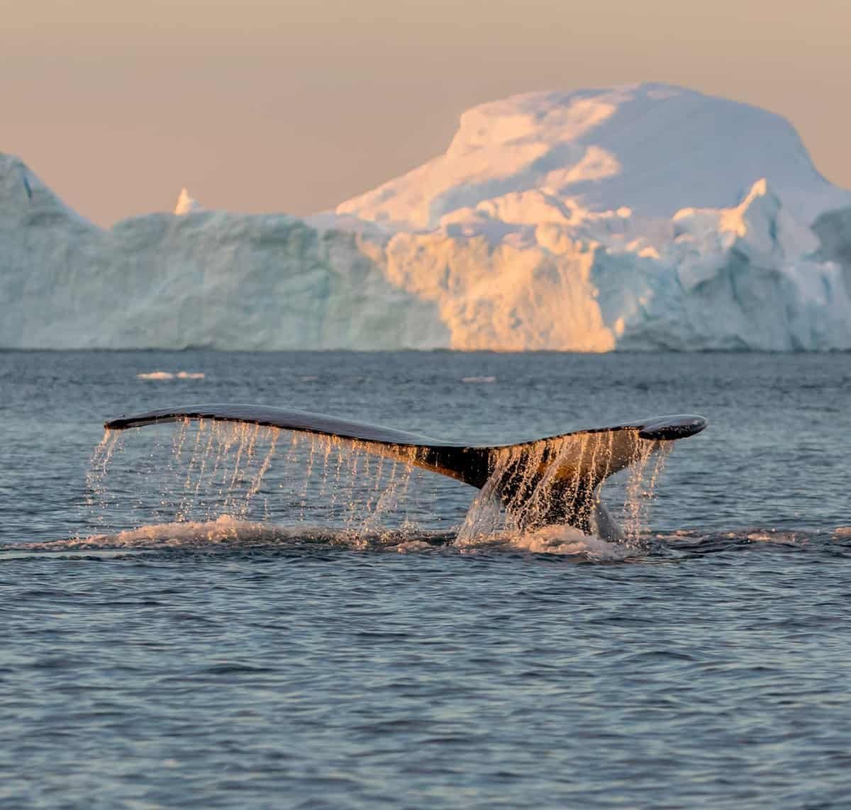 TROMSO: Tour avvistamento BALENE nella Capitale Artica norvegese