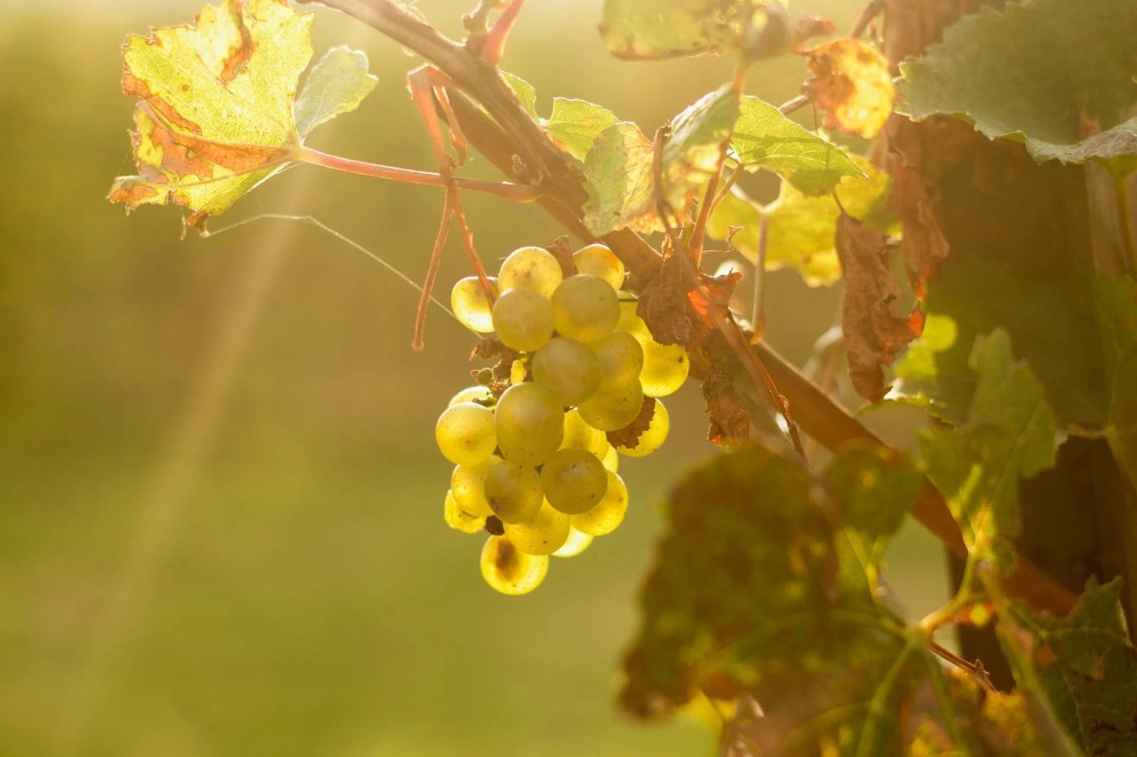 gruppi per camminare brescia franciacorta vino