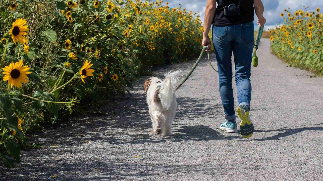 dog hiking trek lake como mountain lake segrino enter lombardy dog activities