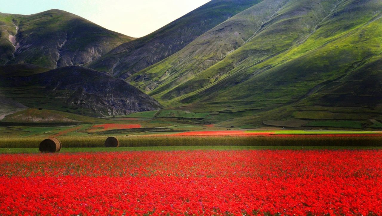 castelluccio di norcia, fioritura dei campi di lenticchie