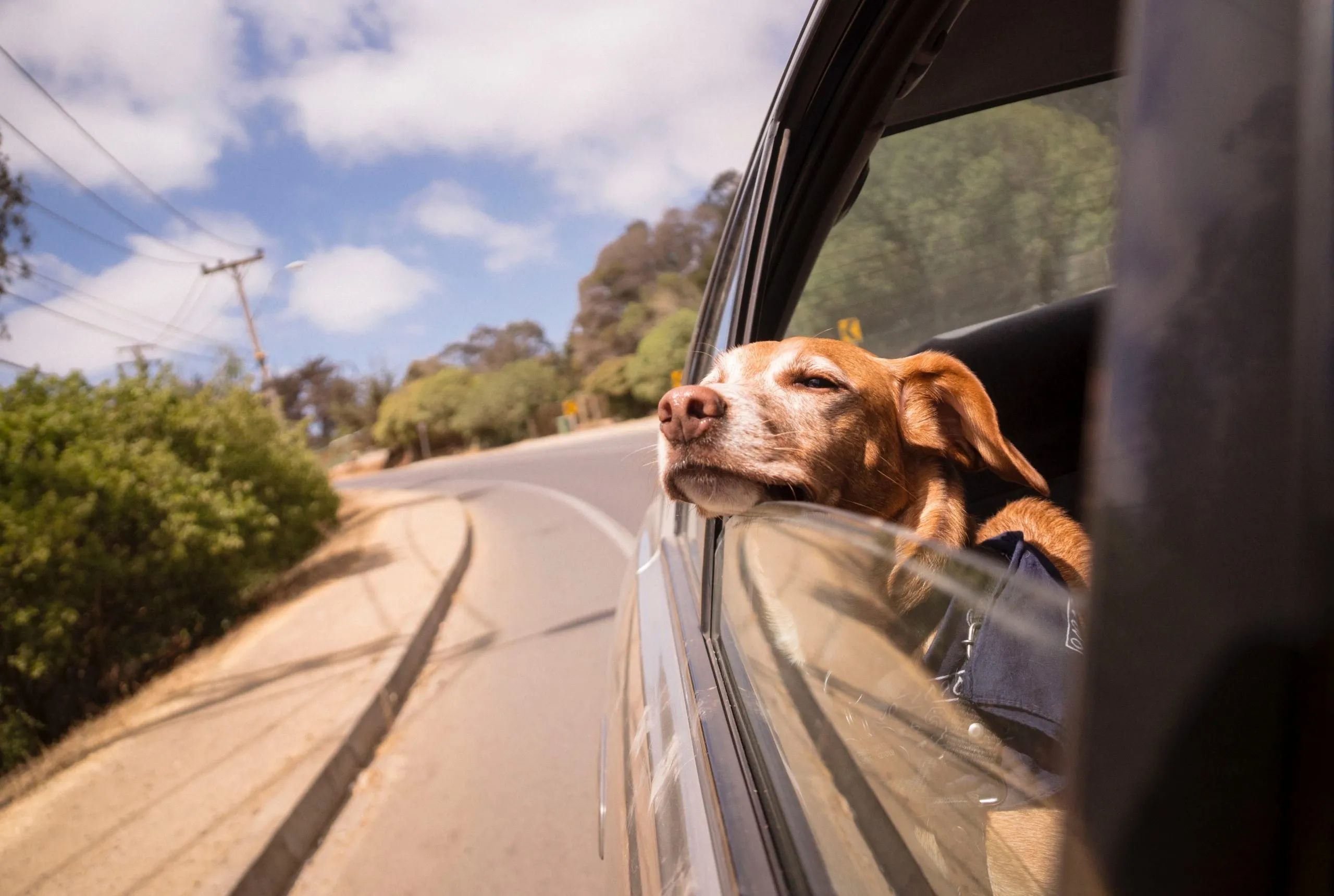 outings with your dog