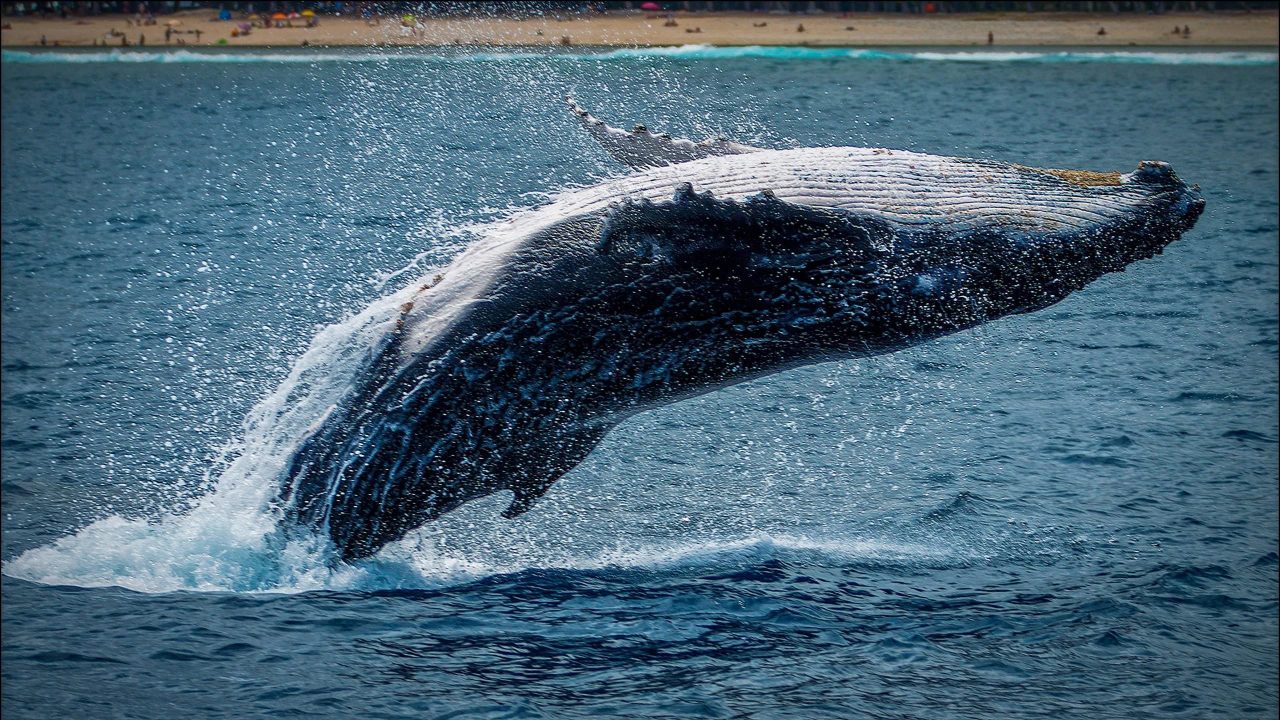 Whale Watching Around the World: The Best Places to See Whales